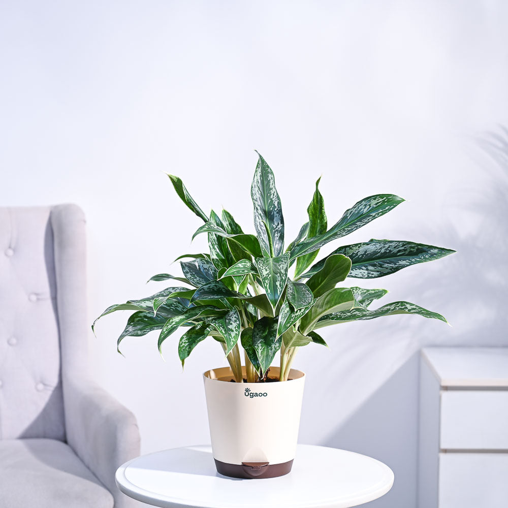 Ugaoo Aglaonema Queen Plant - view 7