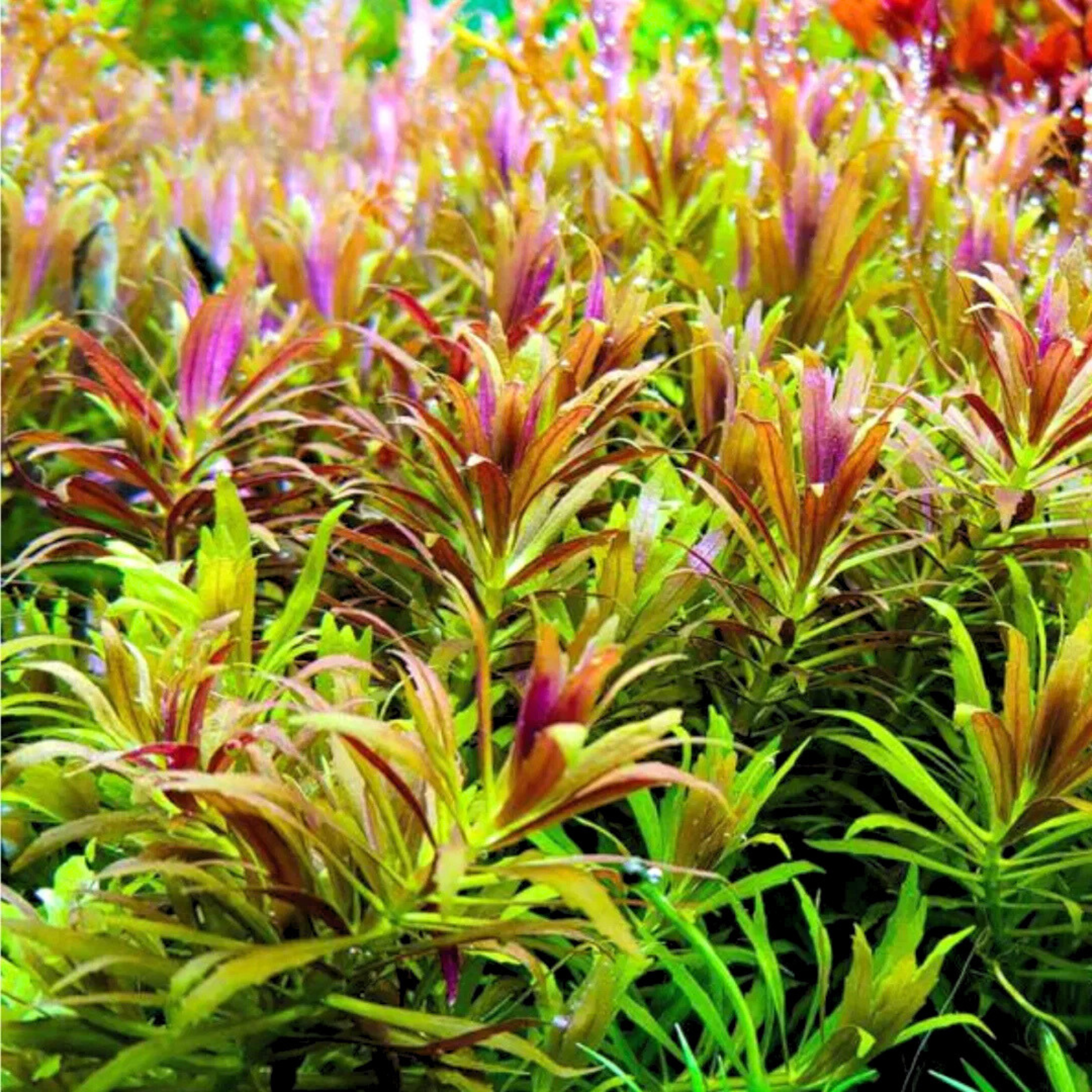 MRWP Limnophila Aromatica "Mini" Aquarium Live Plant