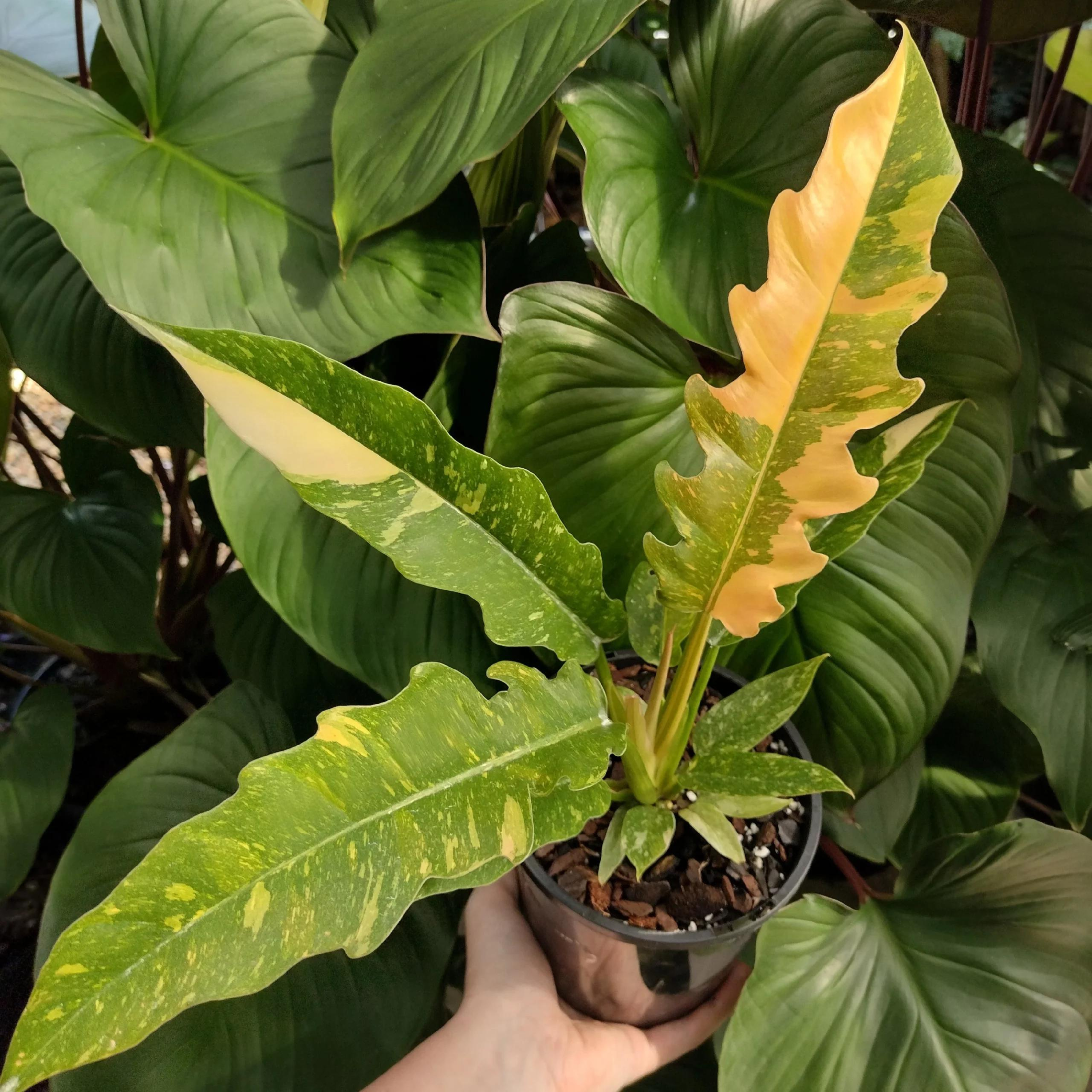 DZ Philodendron 'Ring of Fire Variegated' Indoor/Outdoor Live Plant