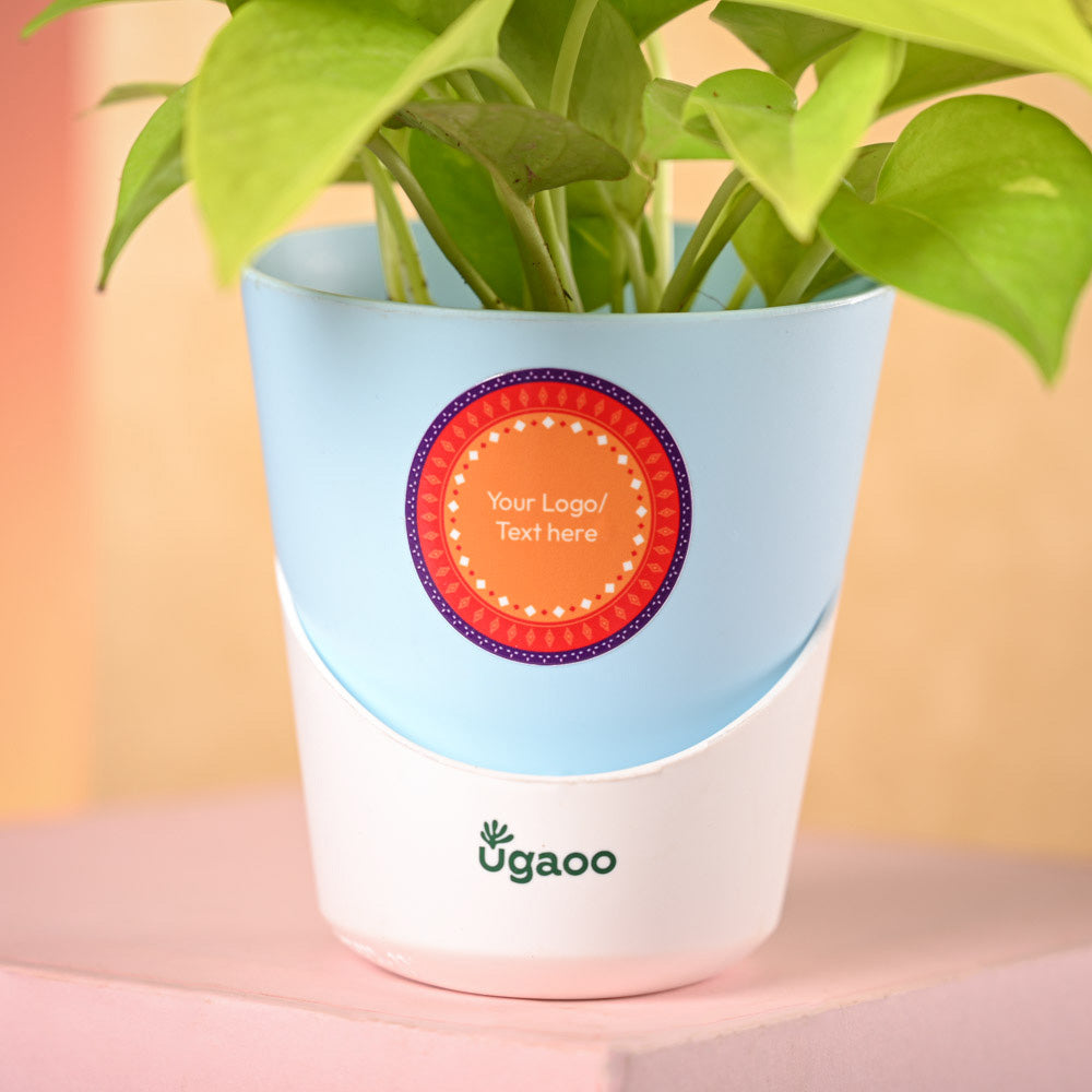 Ugaoo Money Plant Golden & Bombay Sweet Shop Diwali Gift Hamper - view 3