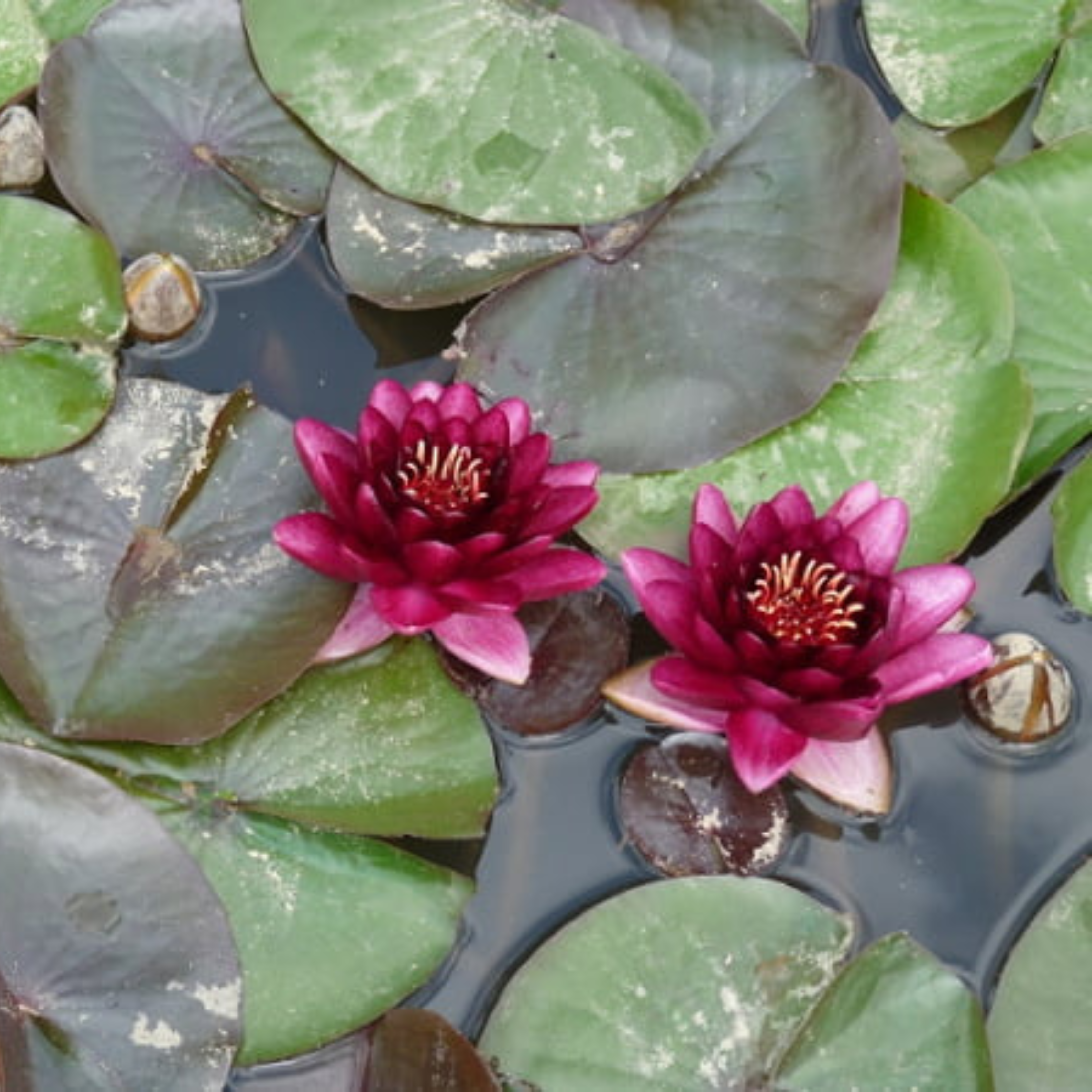 DZ Nymphaea Almost Black