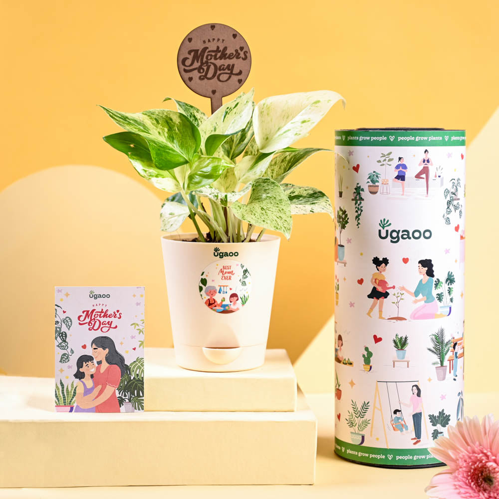 Ugaoo Money Plant Marble For Mother's Day Gifting