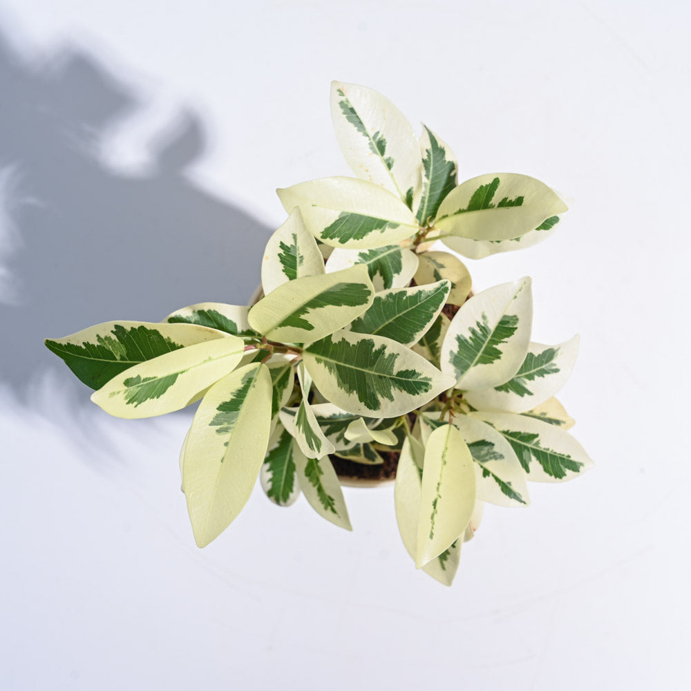 Ugaoo Ficus Prestige Plant - view 66