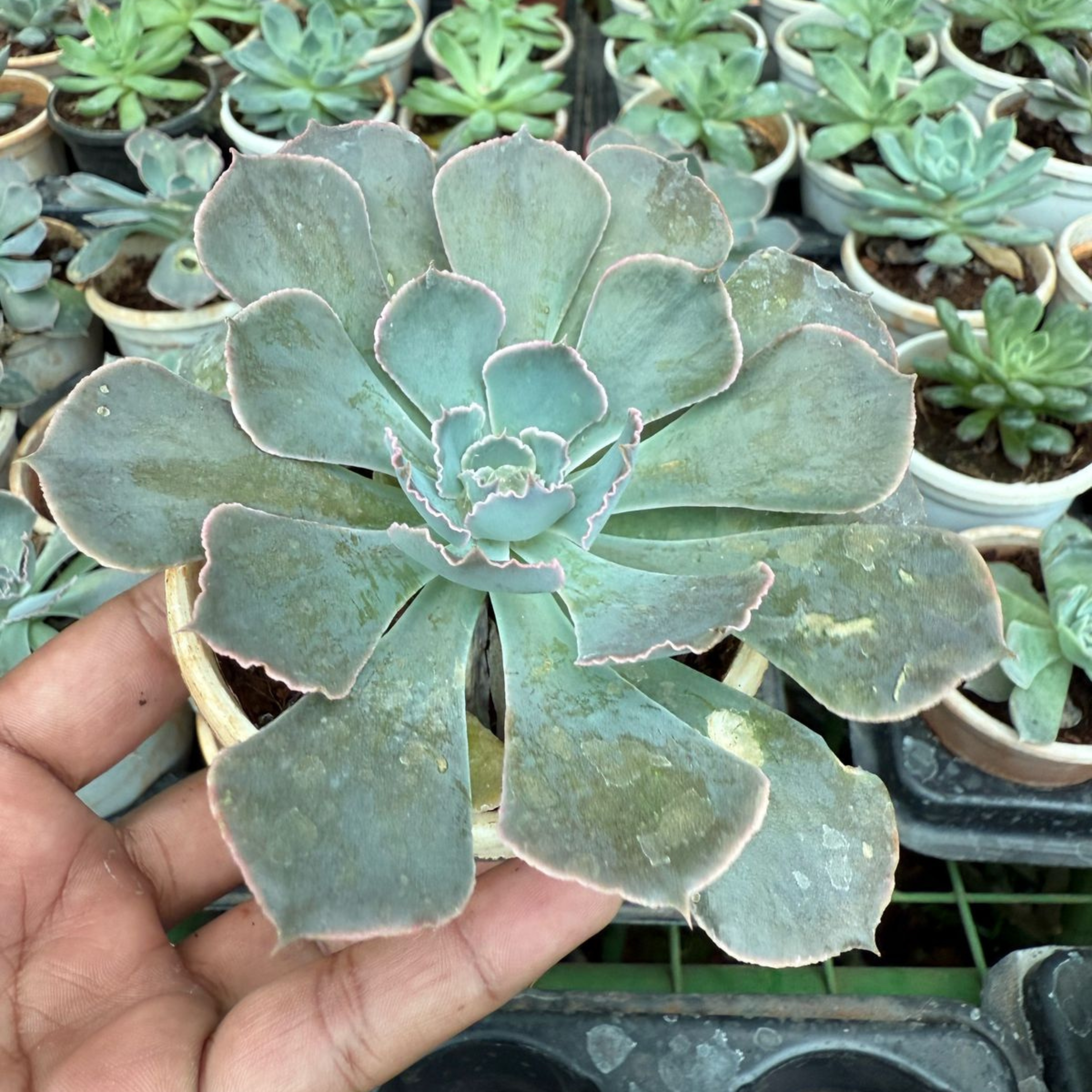 MR Echeveria 'Cubic Frost' Succulent Live Plant - view 2