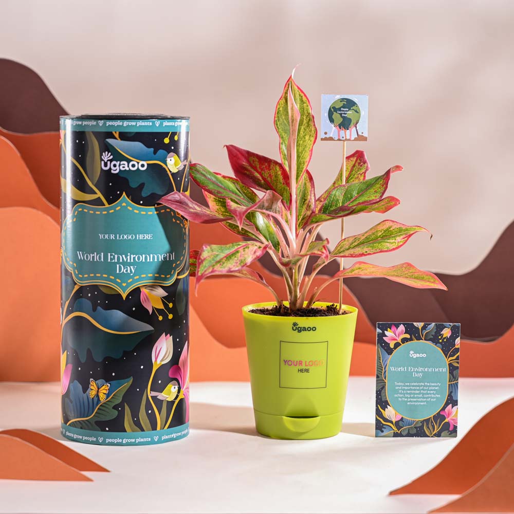 Ugaoo Aglaonema Red Plant For Environment Day Gifting - view 13