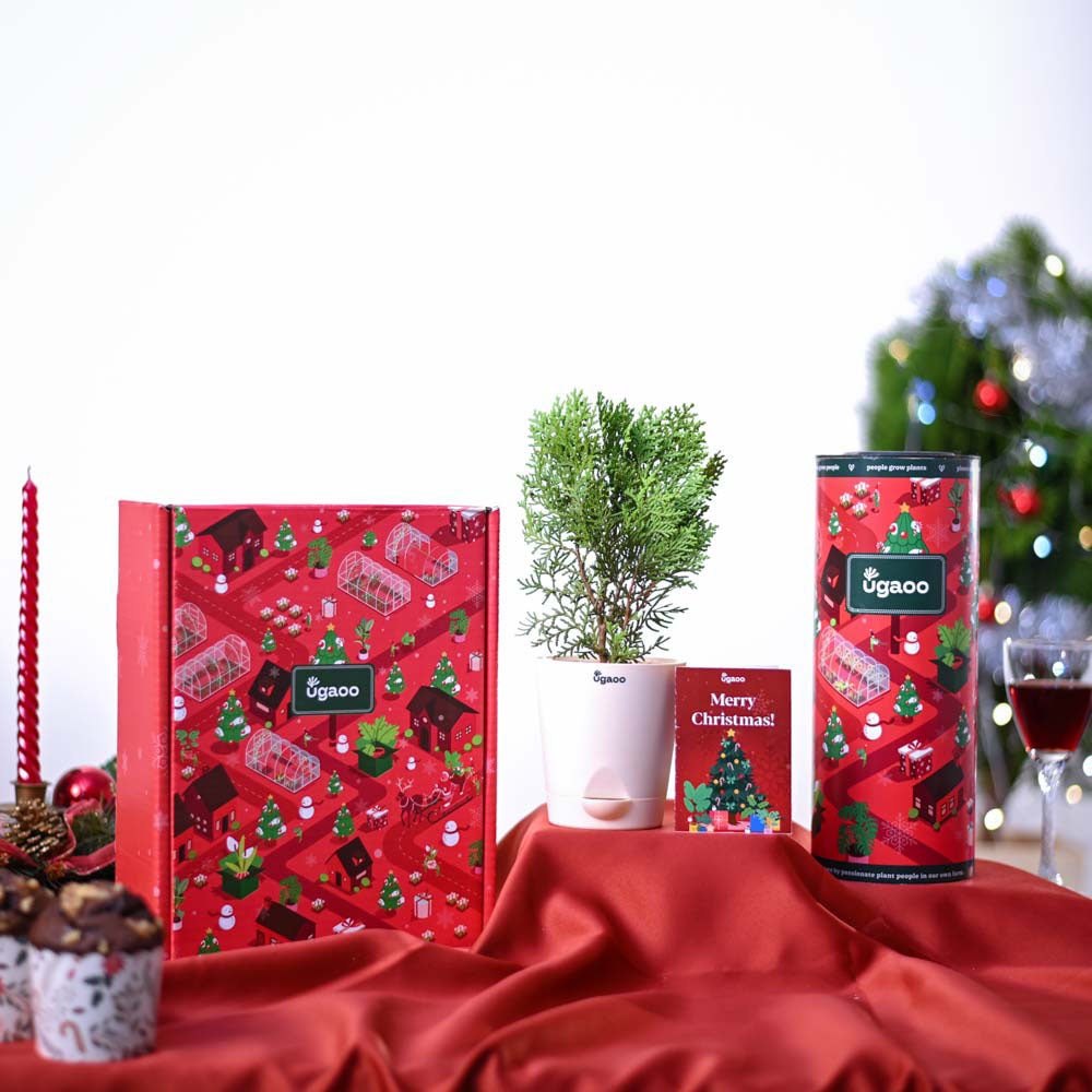 Ugaoo Thuja Plant Christmas Gift Hamper - view 2