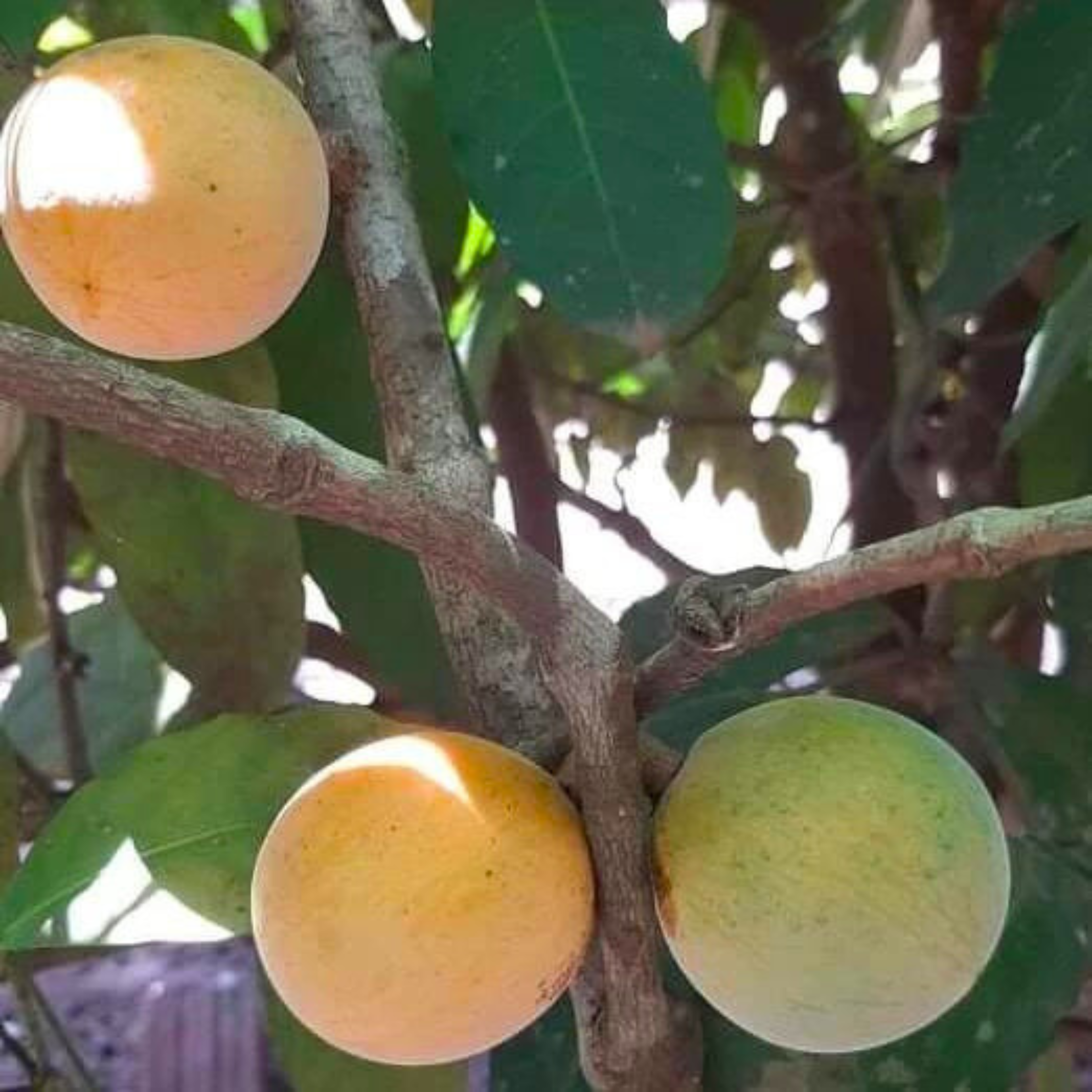 VL Gogo (Salacia macrophylla) Fruit Live Plant - view 3