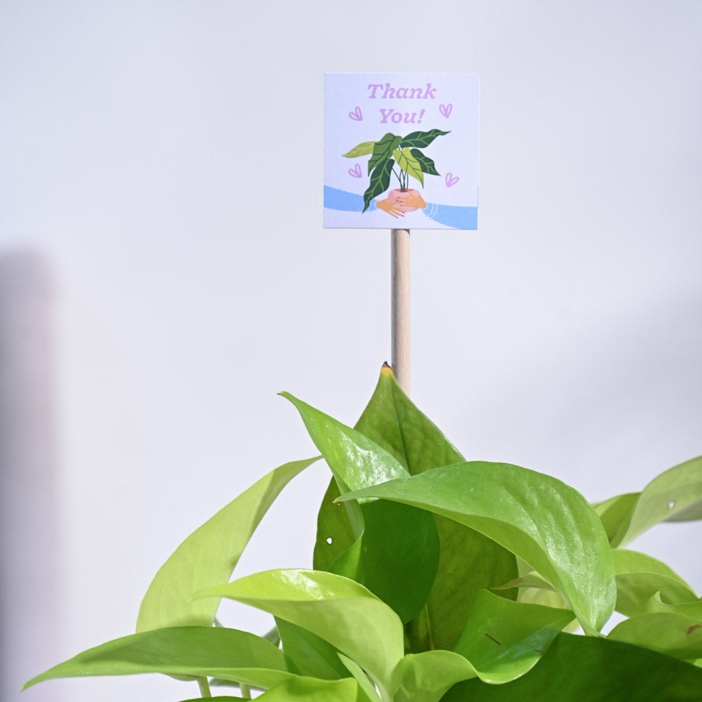Ugaoo Money Plant Golden Thank you Gift Hamper - view 7