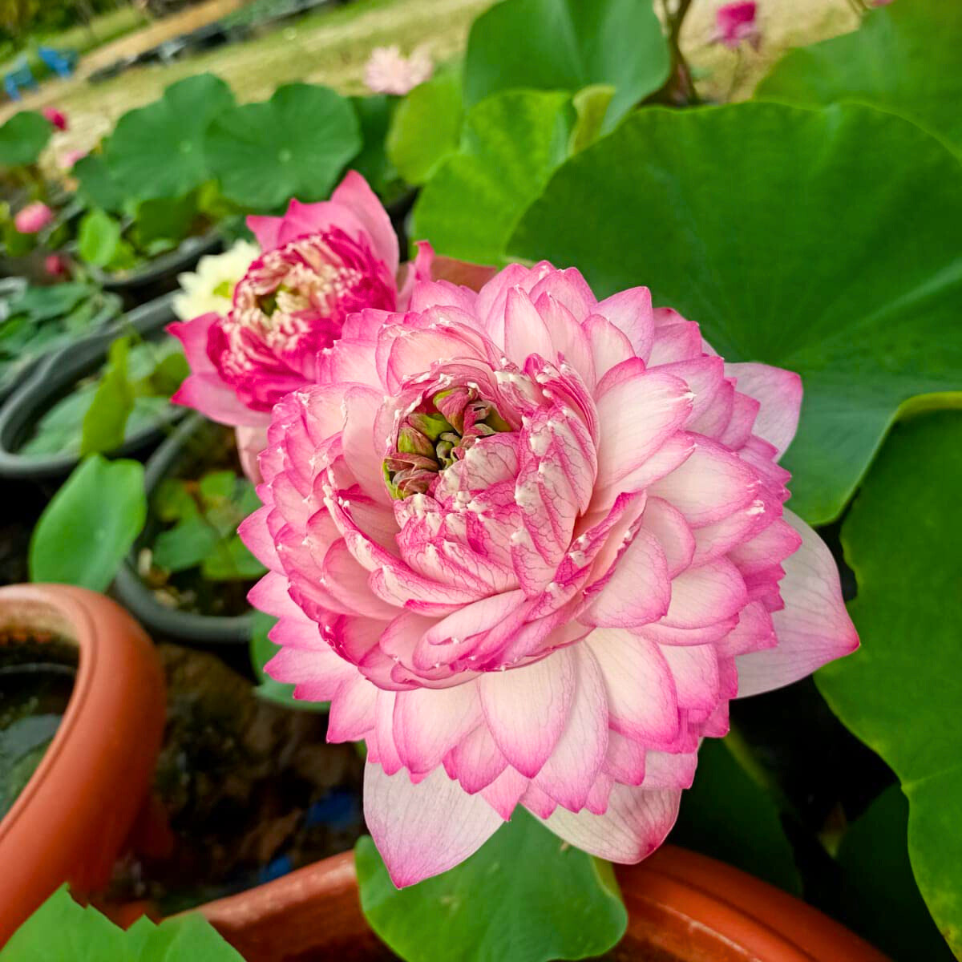 DZ Pink Cloud Lotus Tuber