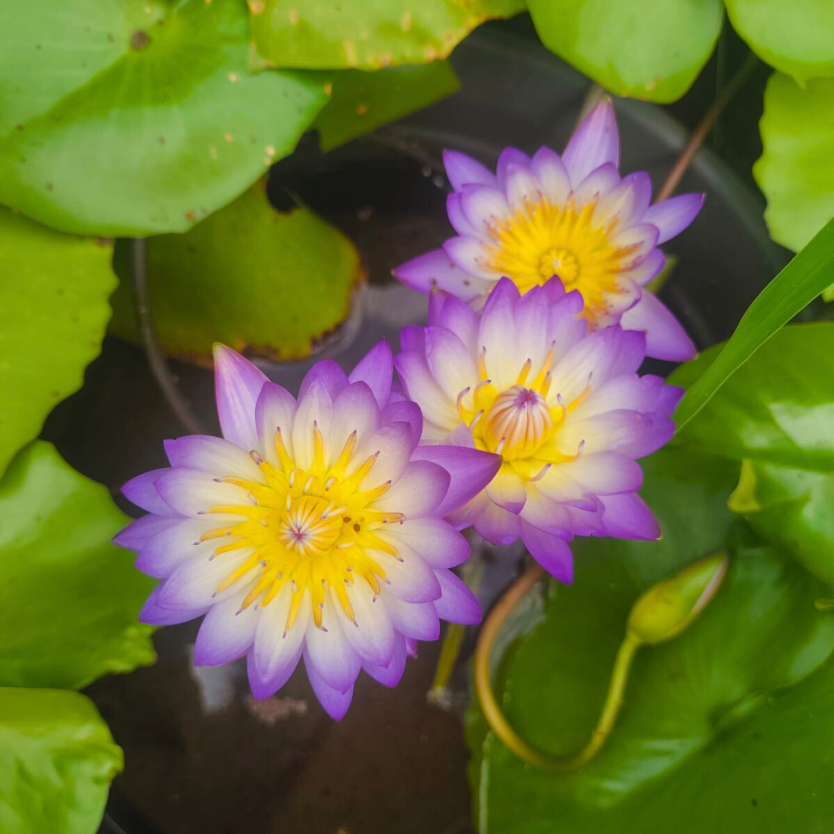 DZ Nymphaea Ratsamee Chan