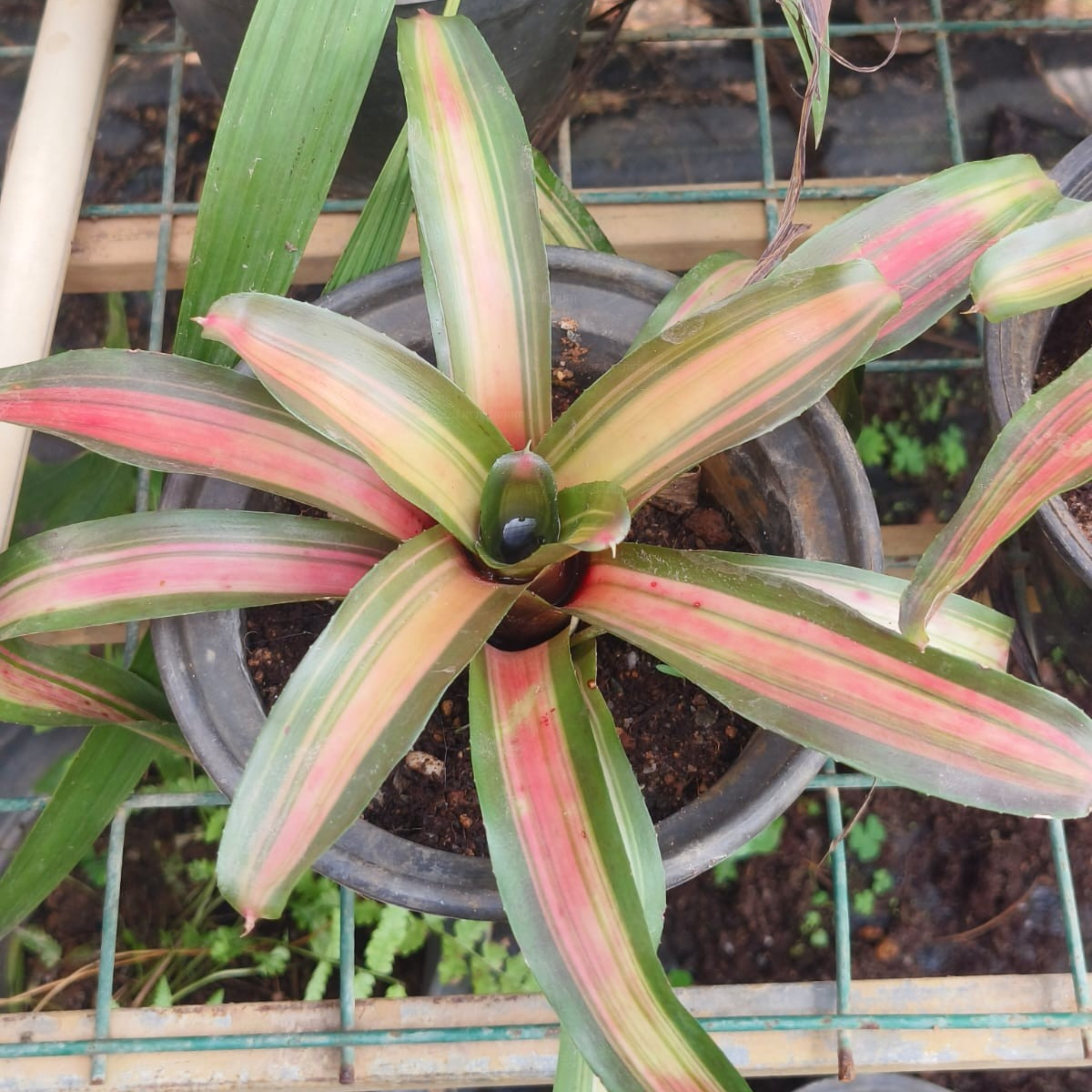 DZ Bromeliad Neoregelia Zoe Striped Fireball Indoor/Outdoor Live Plant