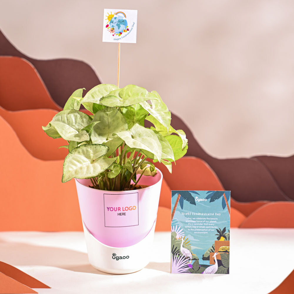 Ugaoo Syngonium White Butterfly Plant- Small For Environment Day Gifting