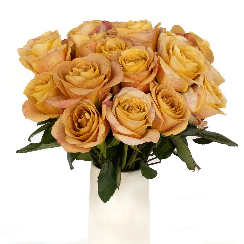 FiftyFlowers Ginger Snap Garden Rose - view 3