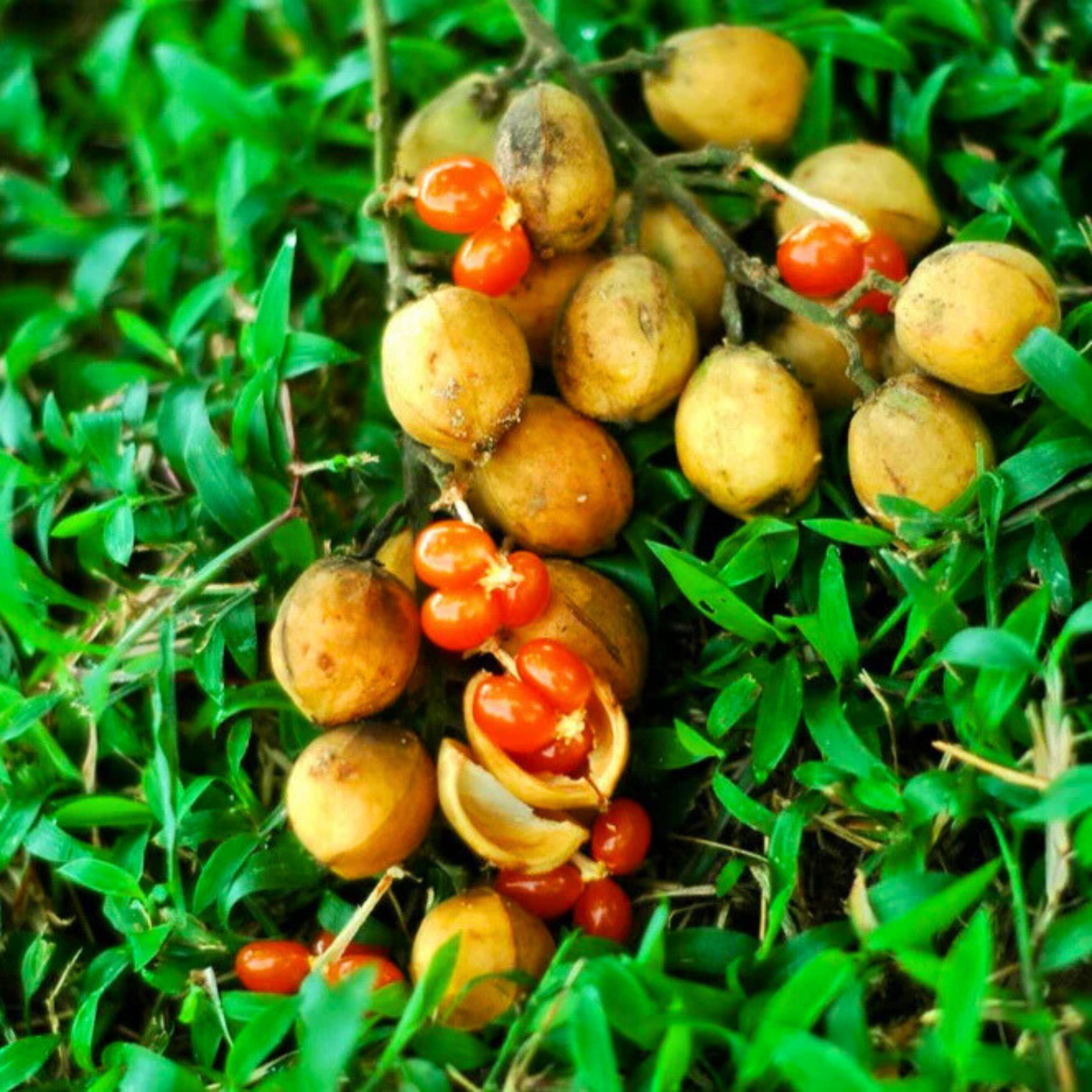VL Buah Jentik (Baccaurea polyneura) Fruit Live Plant - view 3