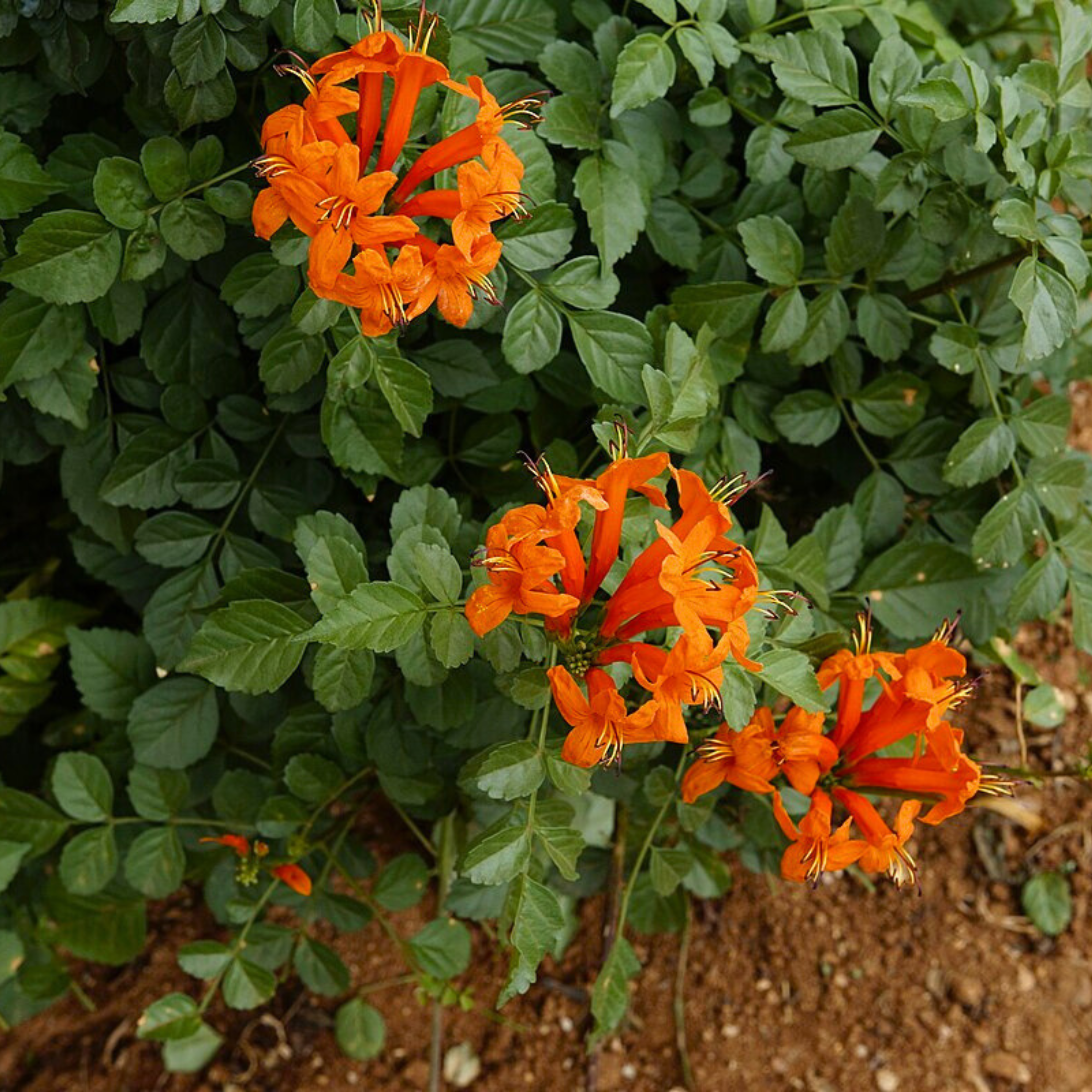 DZ Cape Honeysuckle Orange (Tecoma capensis) Flowering Live Plant