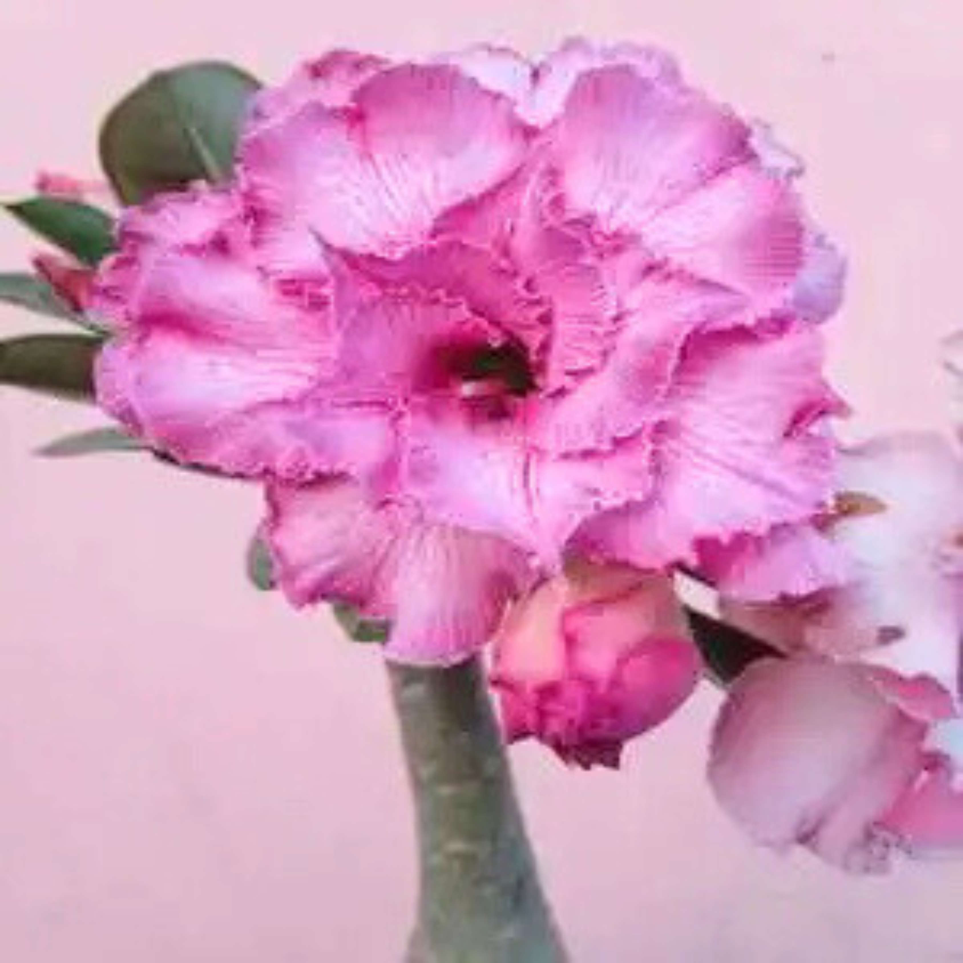 DZ Adenium Rosy 432 Flowering Live Plant
