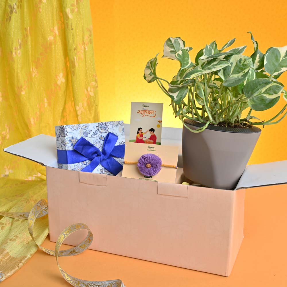 Ugaoo Rakhi Gift for Brother - Money Plant N_Joy with Chocolate Box - view 7