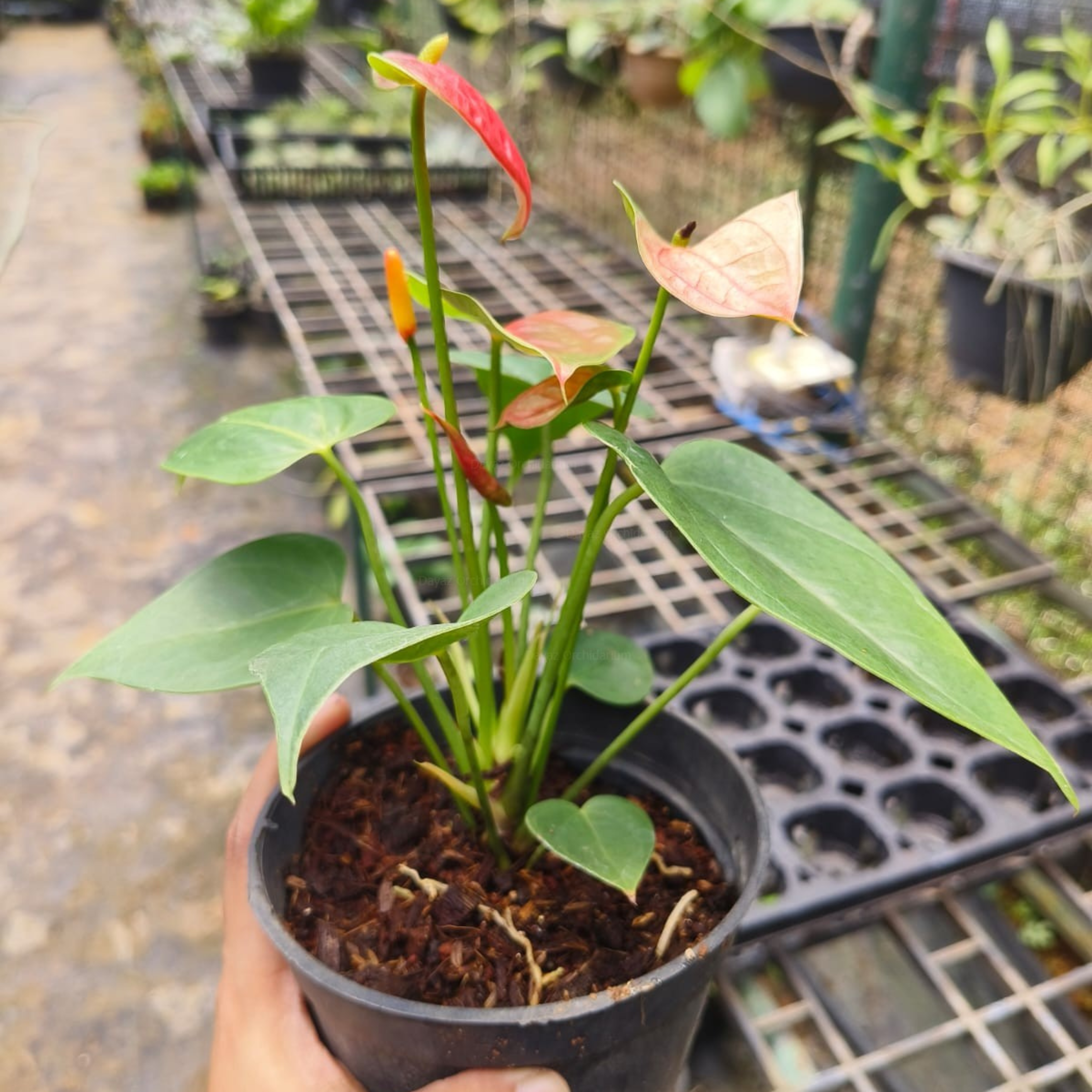 DZ Dwarf Anthurium Stilo Red Indoor/Outdoor Live Plant