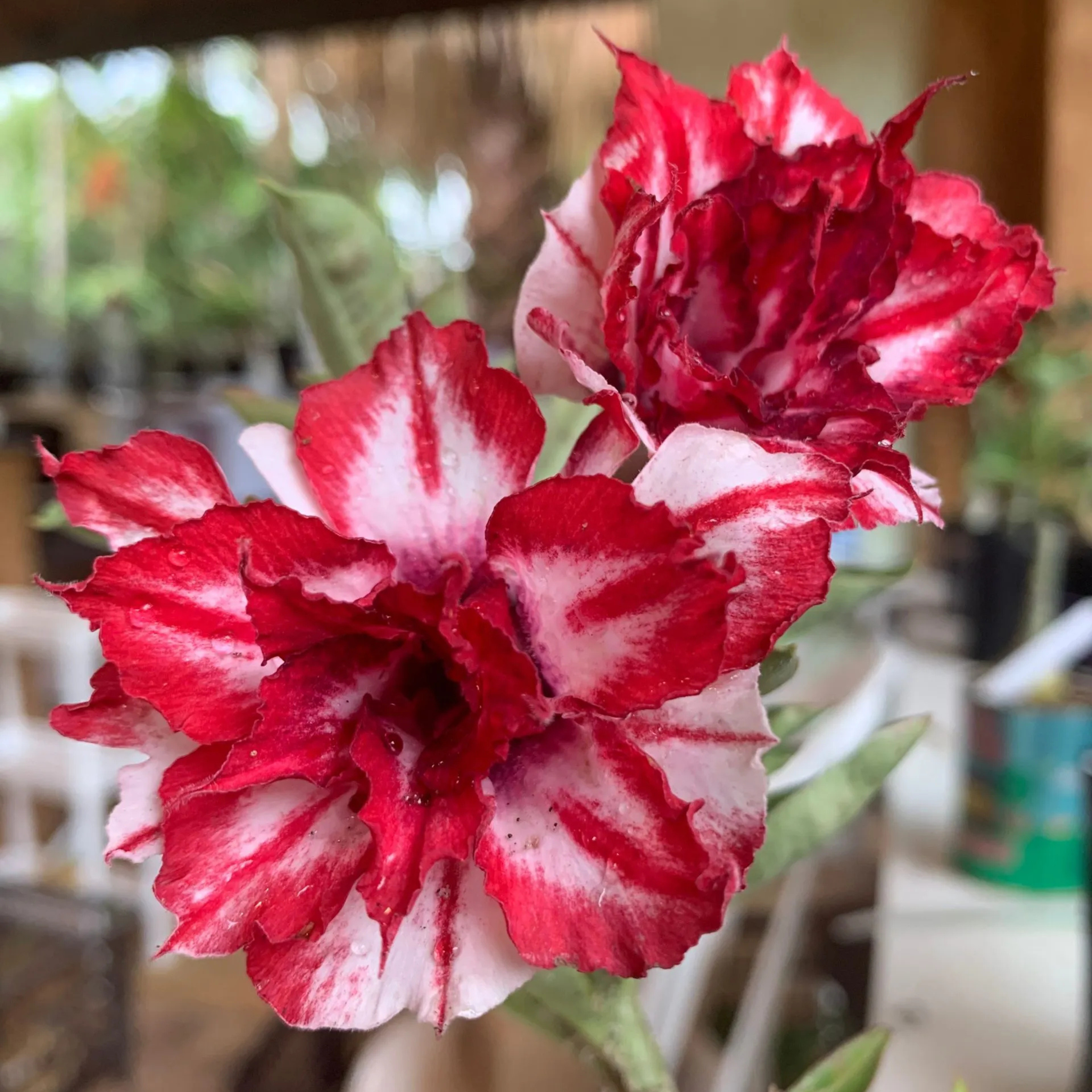 DZ Adenium Rosy 430 Flowering Live Plant - view 2