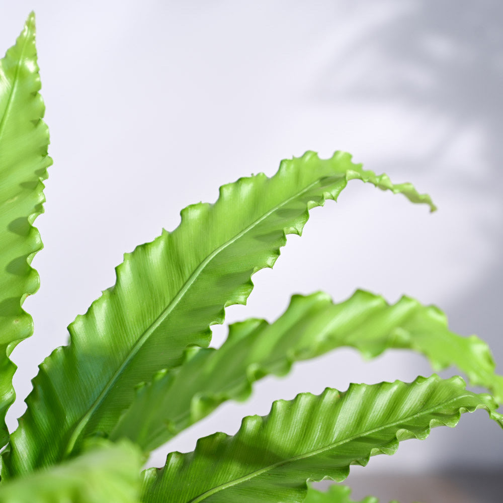 Ugaoo Osaka Bird Nest Fern - view 56