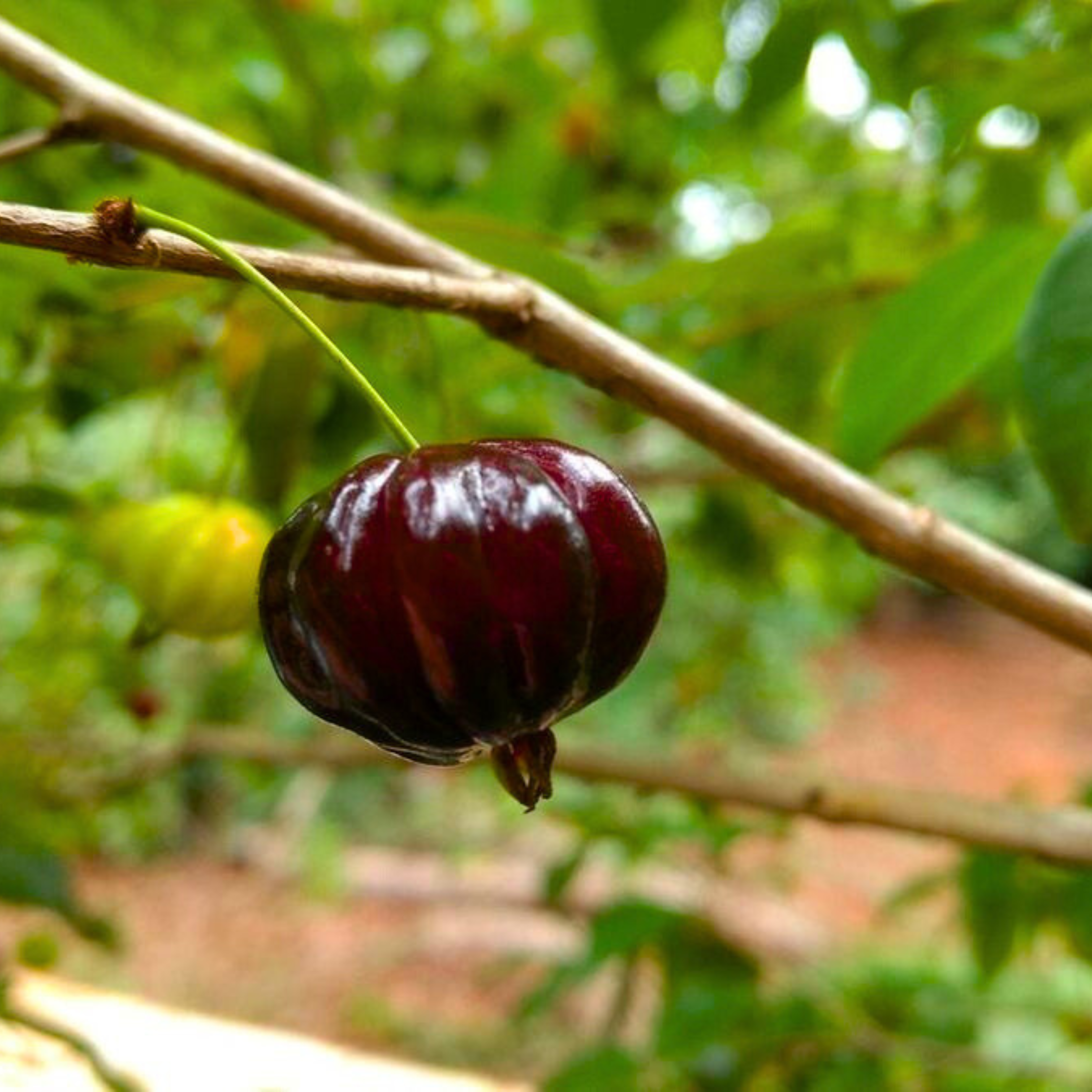 VL Surinam Cherry Black (Eugenia Uniflora) Fruit Live Plant