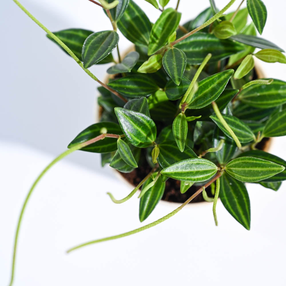 Ugaoo Peperomia Angulata Plant with GroPot - view 2
