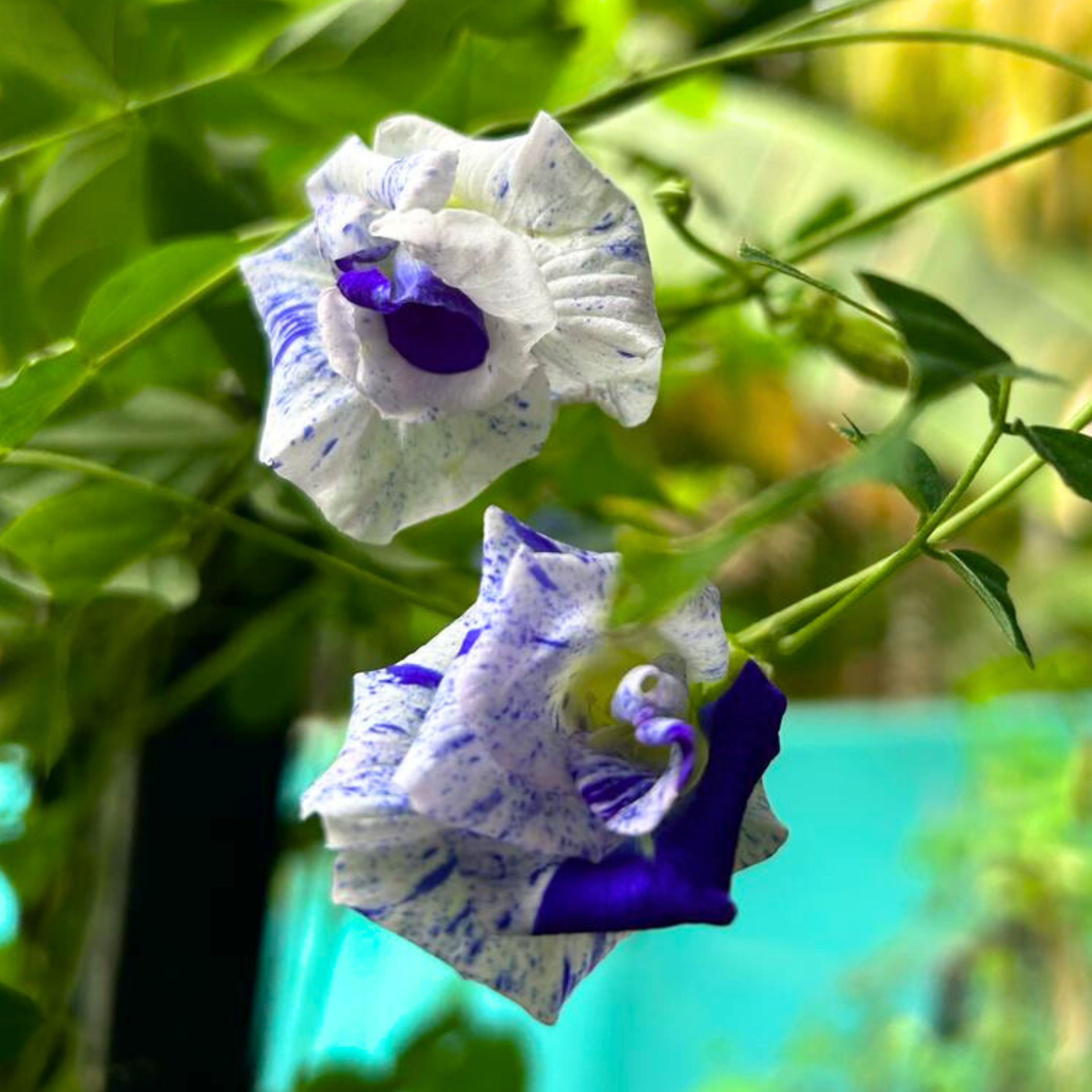 MR Thailand Clitoria (Butterfly Pea) Rare Flowering Live Plant - view 4