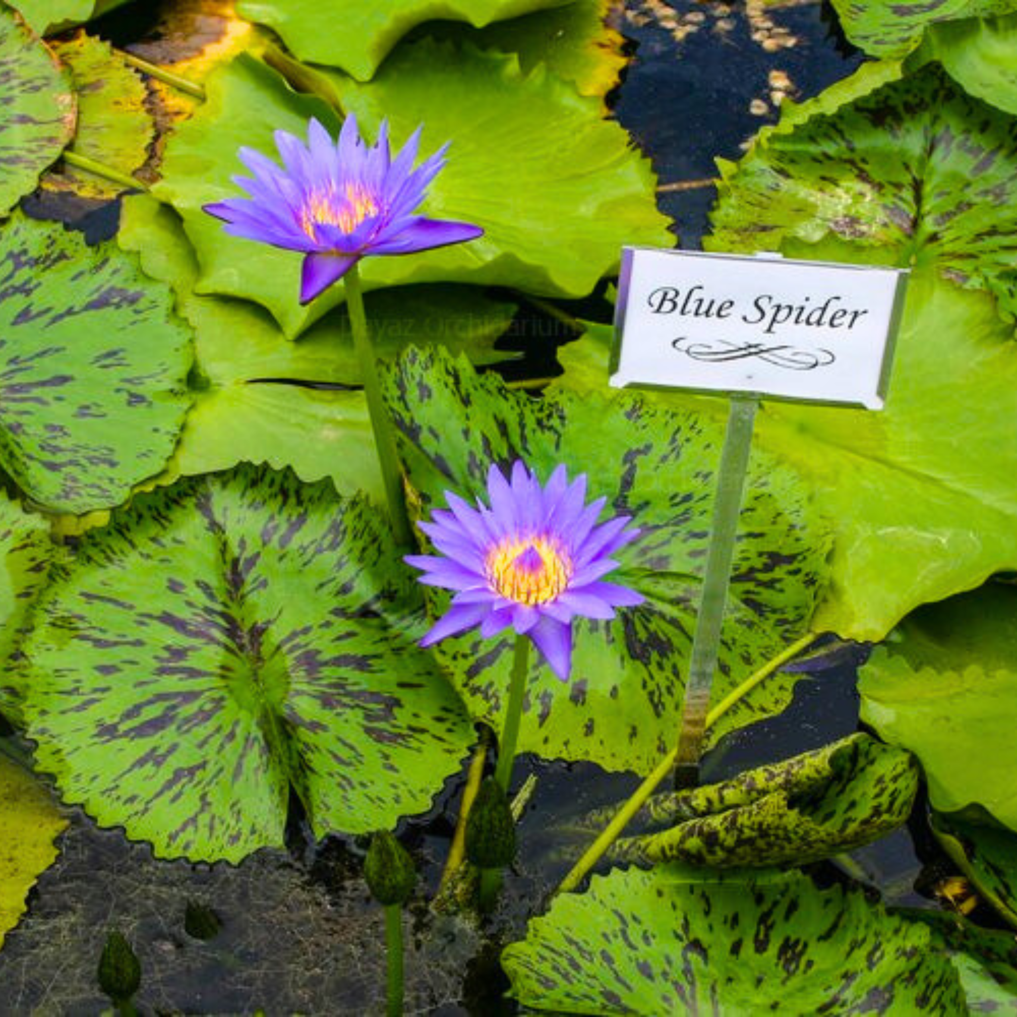 DZ Nymphaea Blue Spider