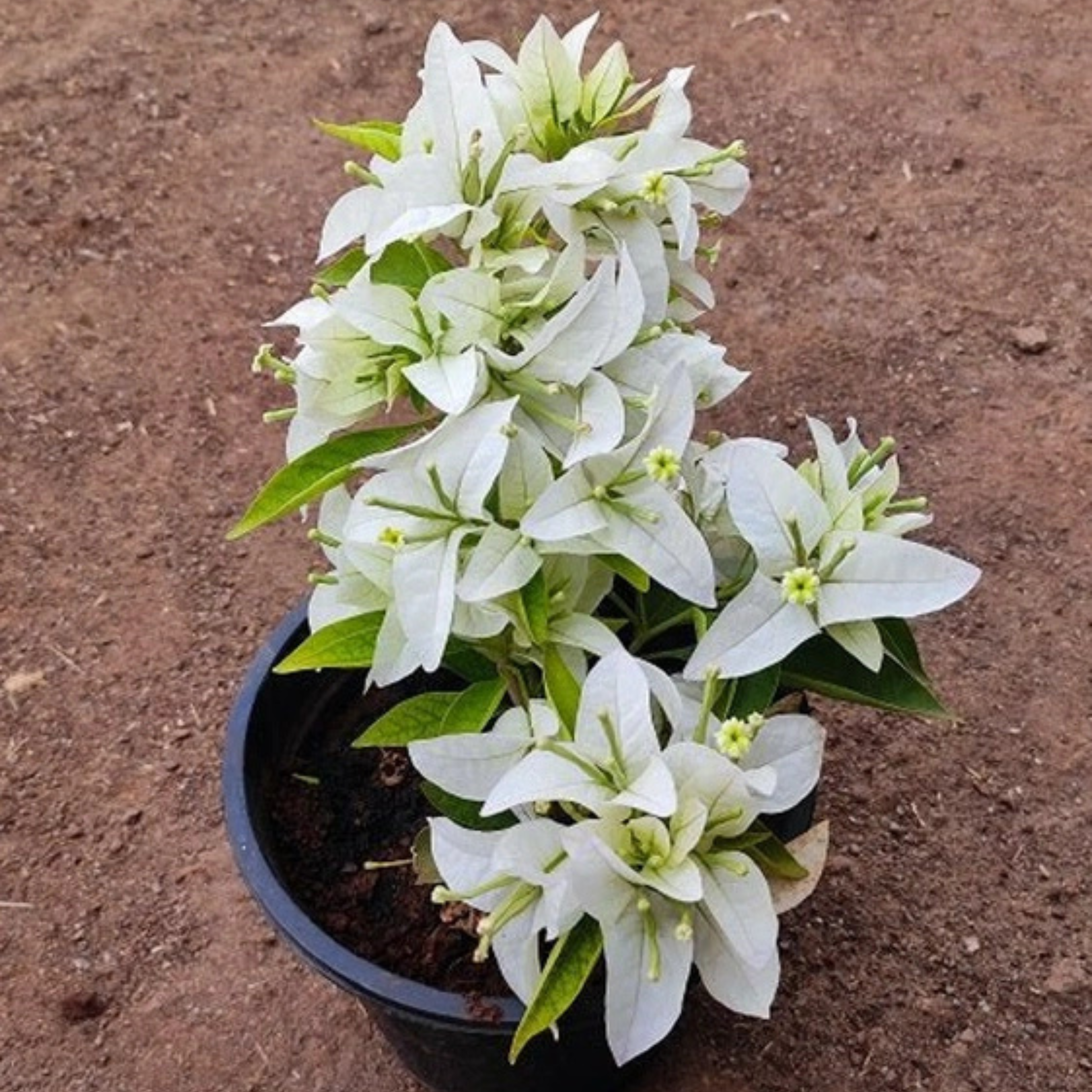 DZ Bougainvillea Pune White (Paper Flower) Rare Flowering Live Plant