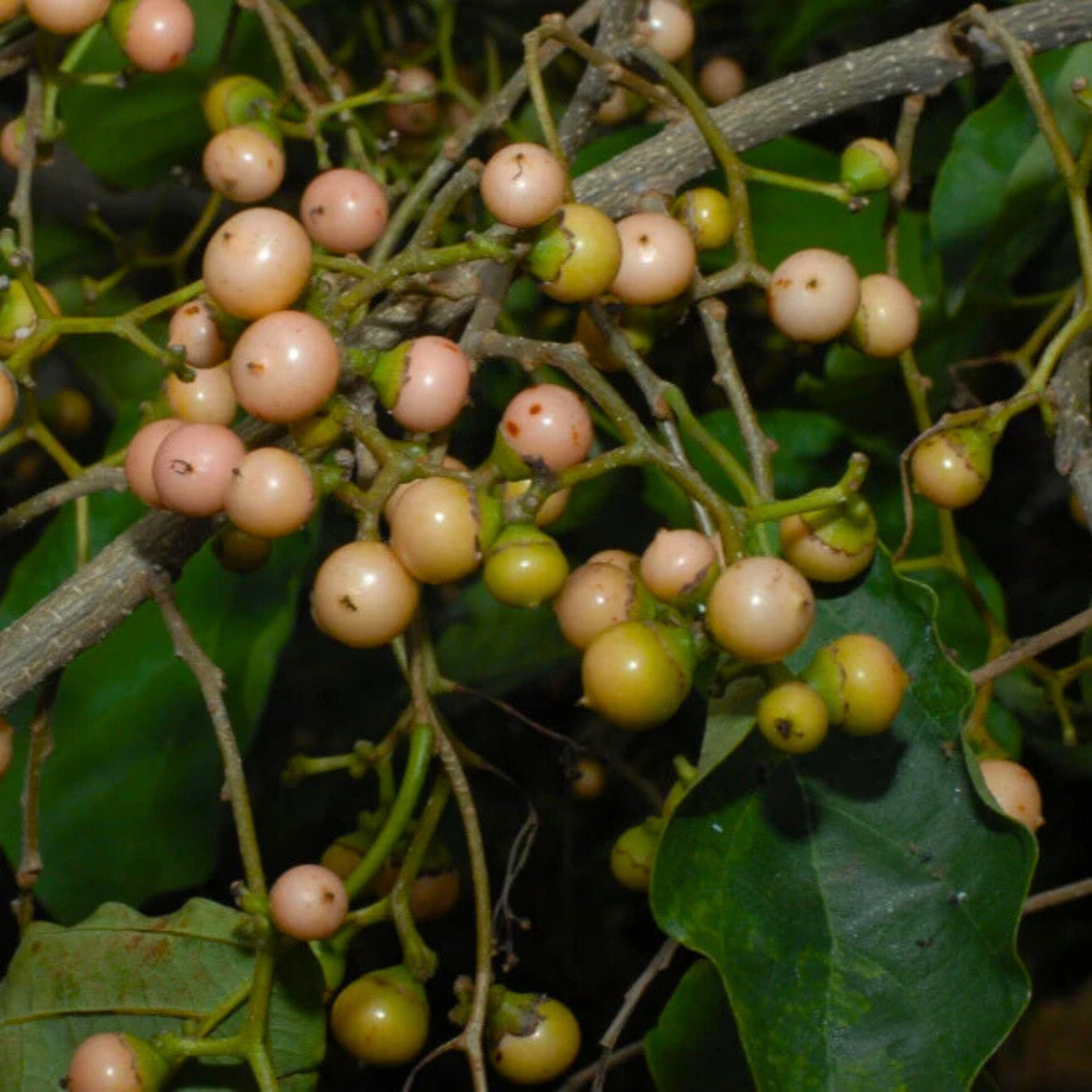 VL Clammy Cherry (Cordia dichotoma) Rare Fruit Live Plant