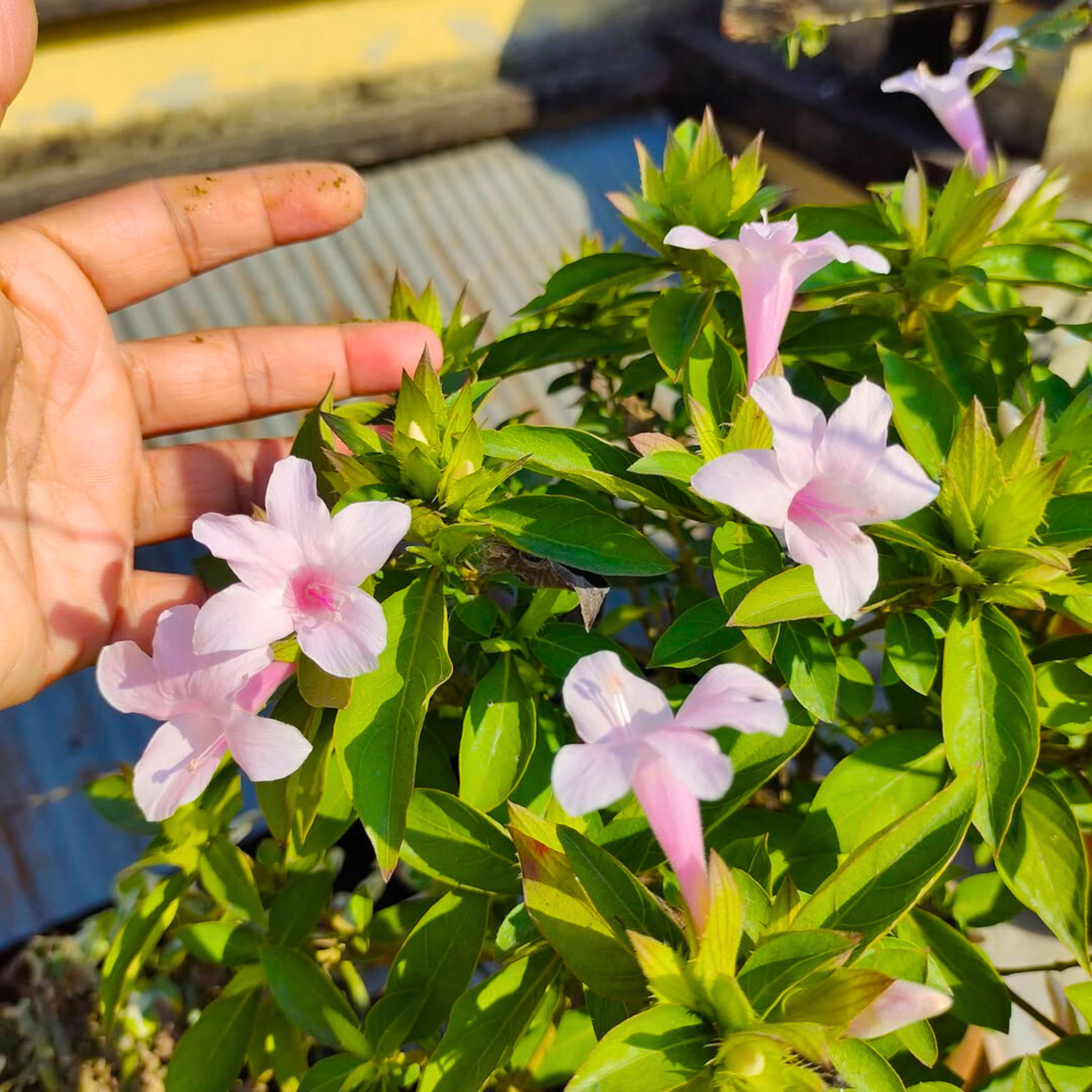 MR December Flower Baby Pink (Barleria cristata) All Time Flowering Live Plant - view 3