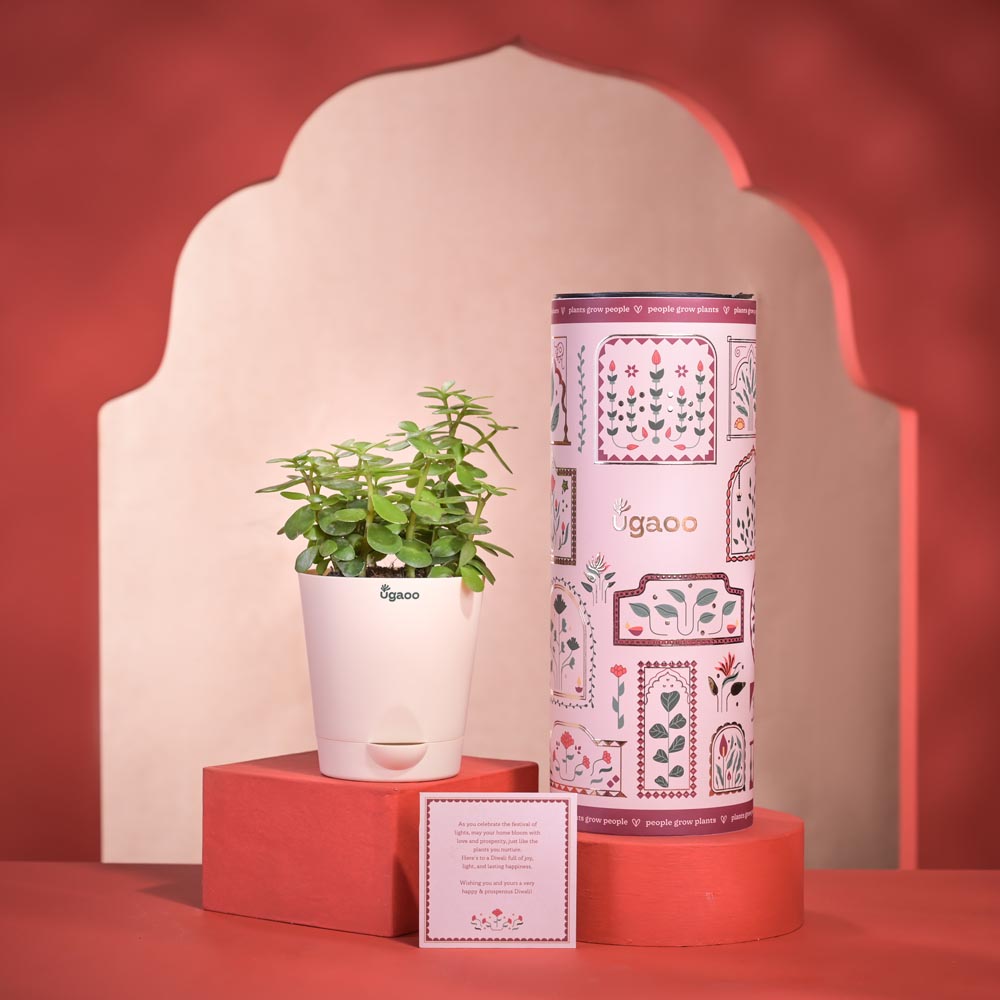 Ugaoo Jade Mini Plant Diwali Gift with Greeting Card