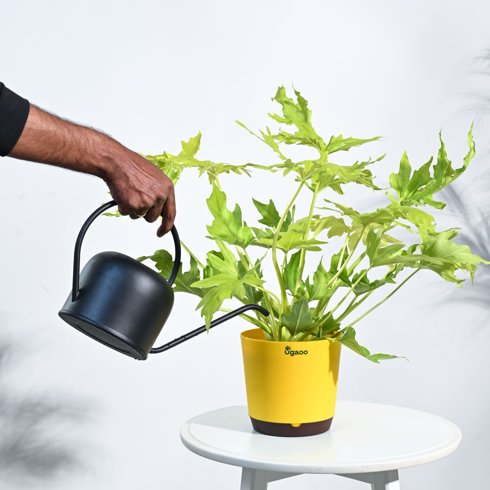 Ugaoo Philodendron Selloum Golden Plant - view 22