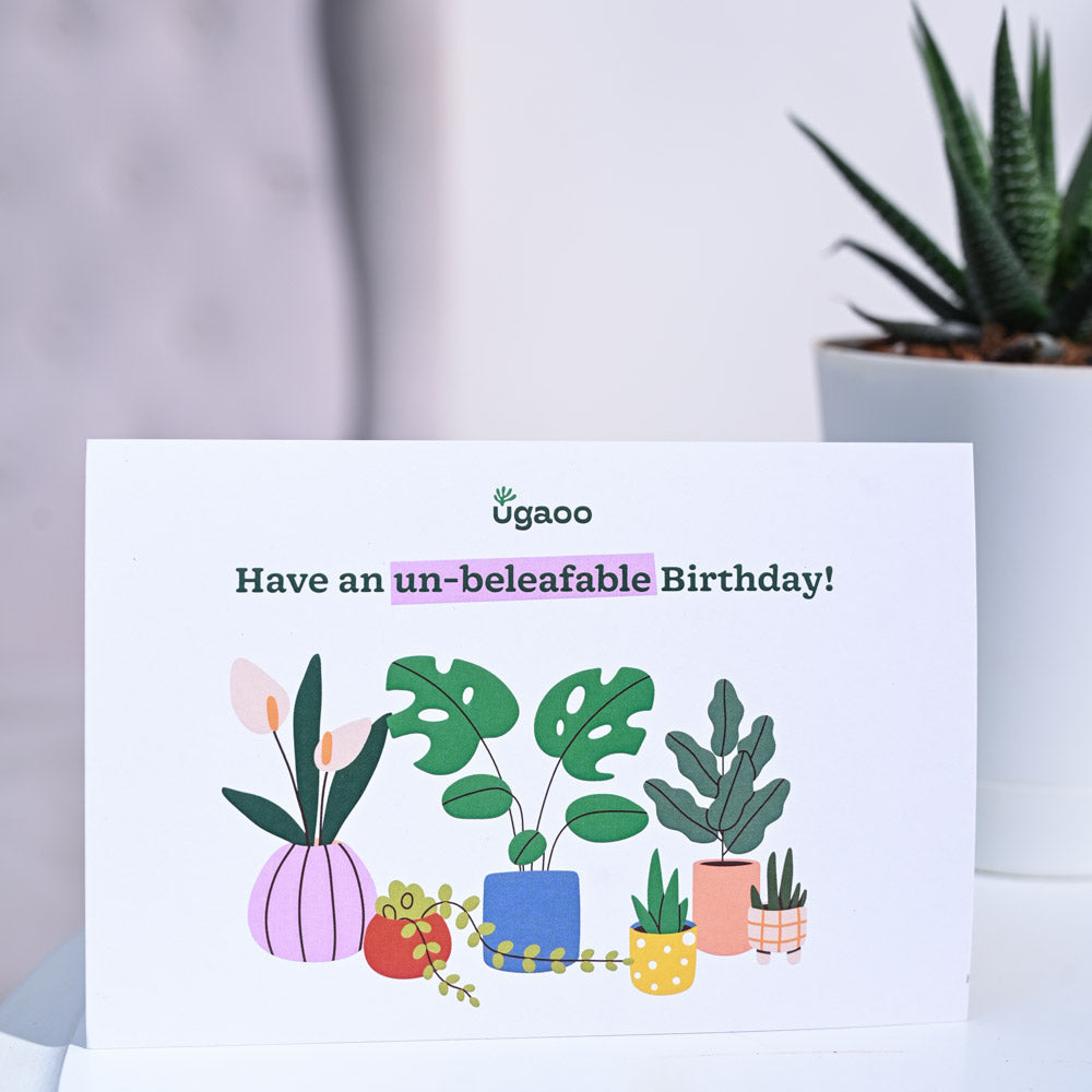 Ugaoo Zebra Haworthia Birthday Gift Hamper - view 6