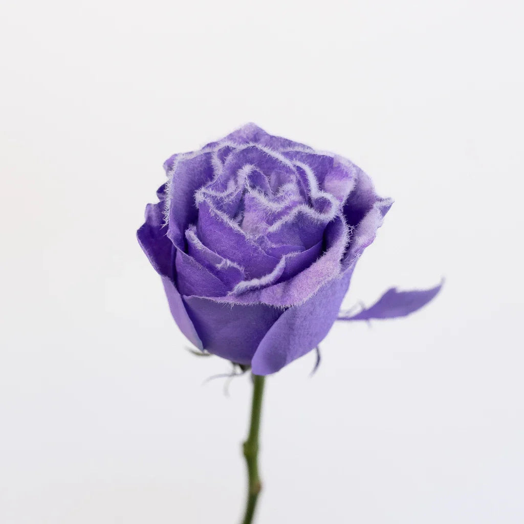 FiftyFlowers Tinted Lavender Fuzzy Roses - view 3