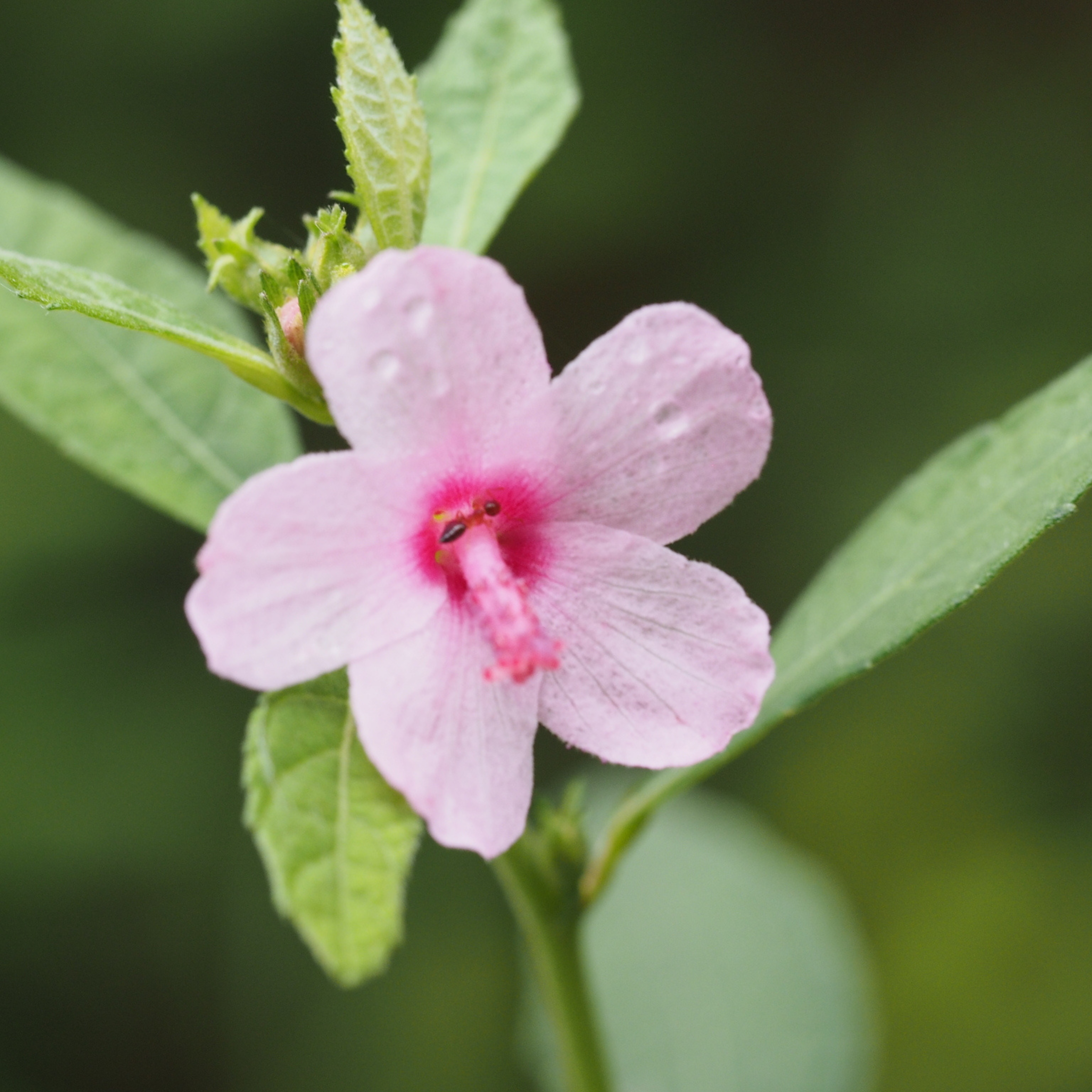 MR Baby Pink Miniature Hibiscus Rare All Time Flowering Live Plant