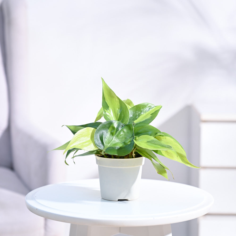 Ugaoo Philodendron Brasil Plant with GroPot