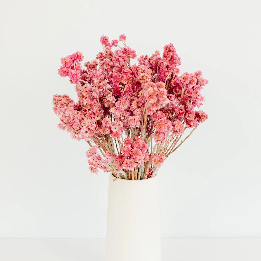FiftyFlowers Pink Dried Andean Asters