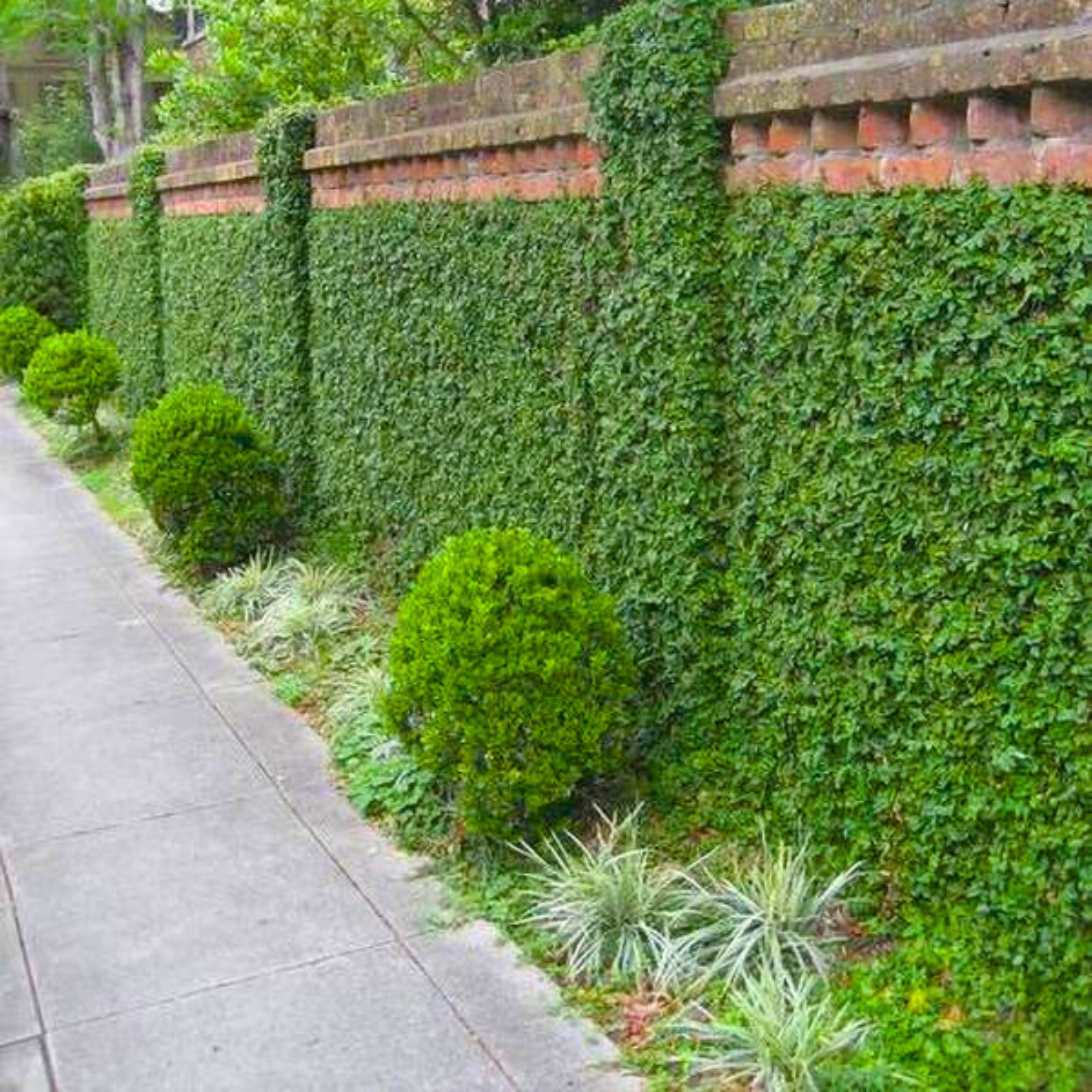 MR Creeping Fig (Ficus Pumila) Ornamental Live Plant - view 2