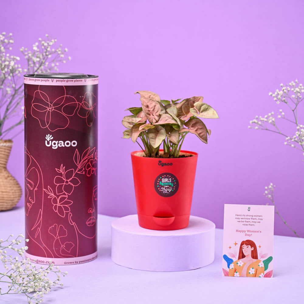 Ugaoo Syngonium Pink Women's Day Gift