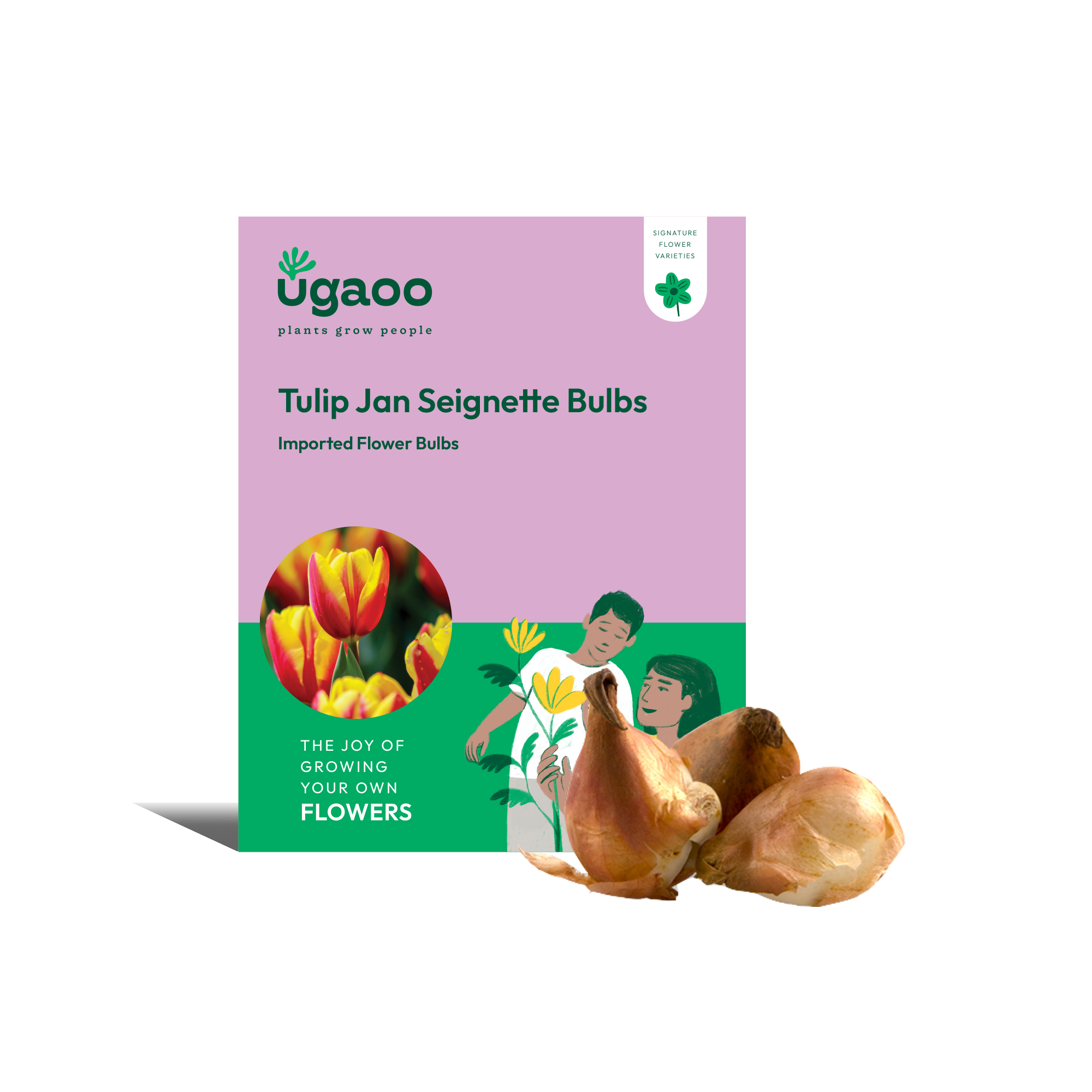 Ugaoo Tulip Jan Seignette Bulbs