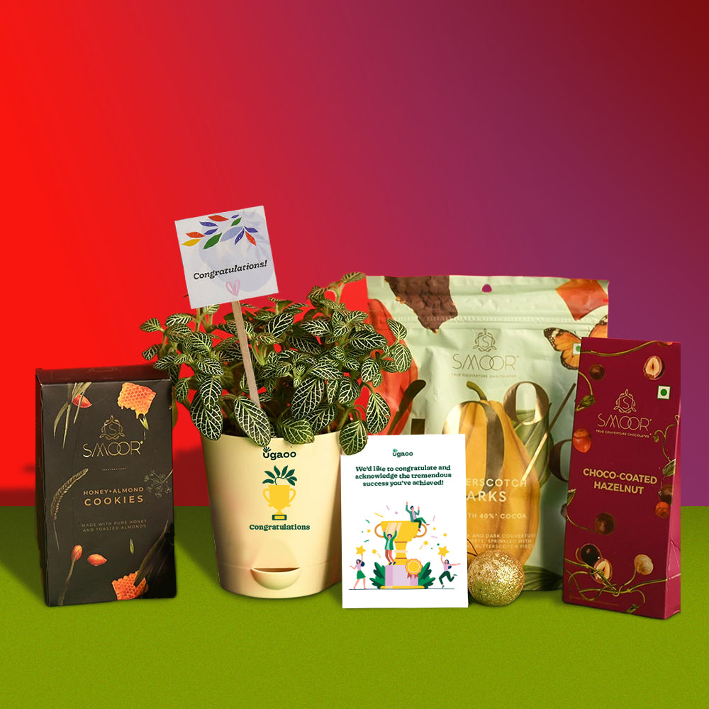 Ugaoo Fittonia Plant with Honey and Almond Cookies & Choco-Coated Hazelnuts