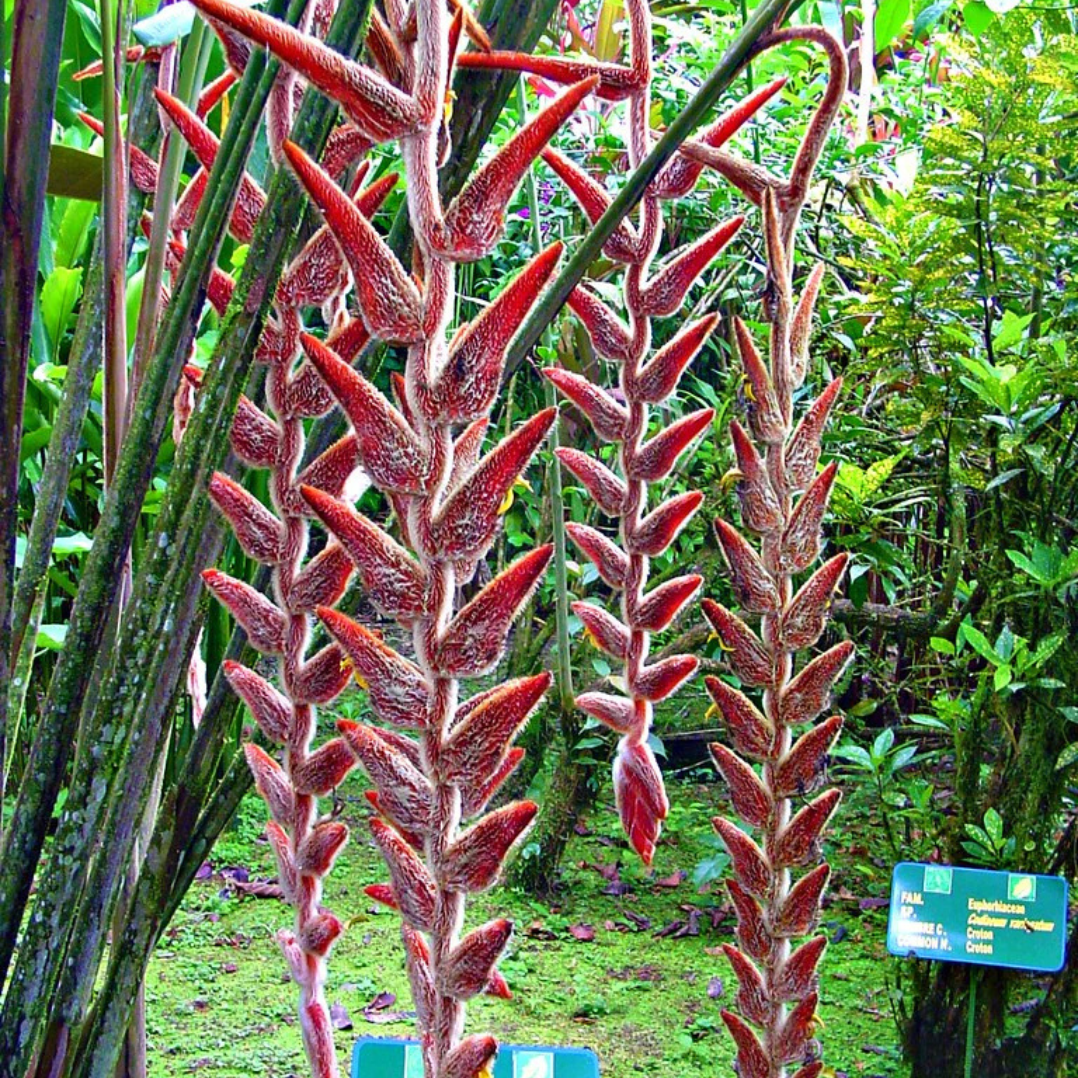 MR Heliconia Flowering Plants Combo