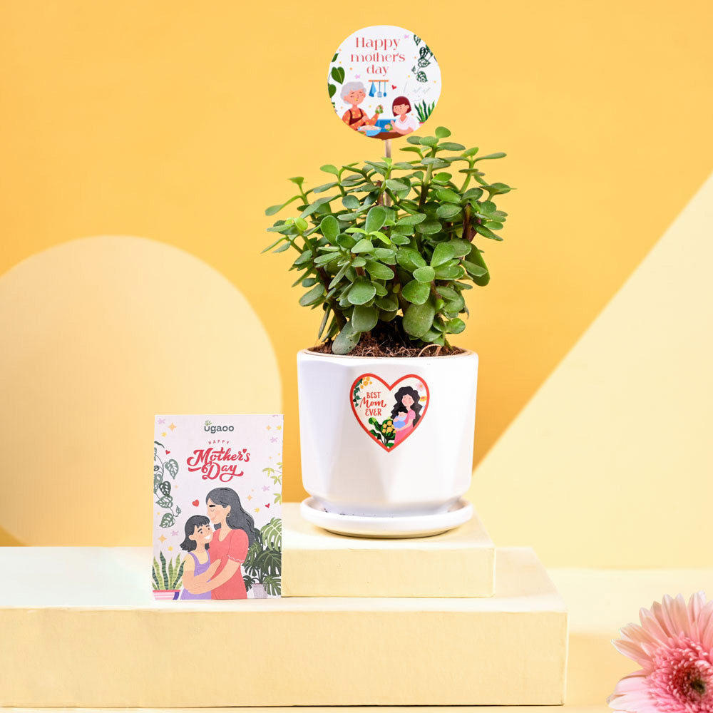 Ugaoo Jade Mini Plant For Mother's Day Gifting