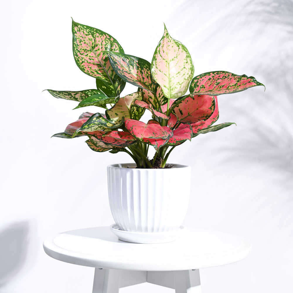 Ugaoo Grail Ceramic Pot