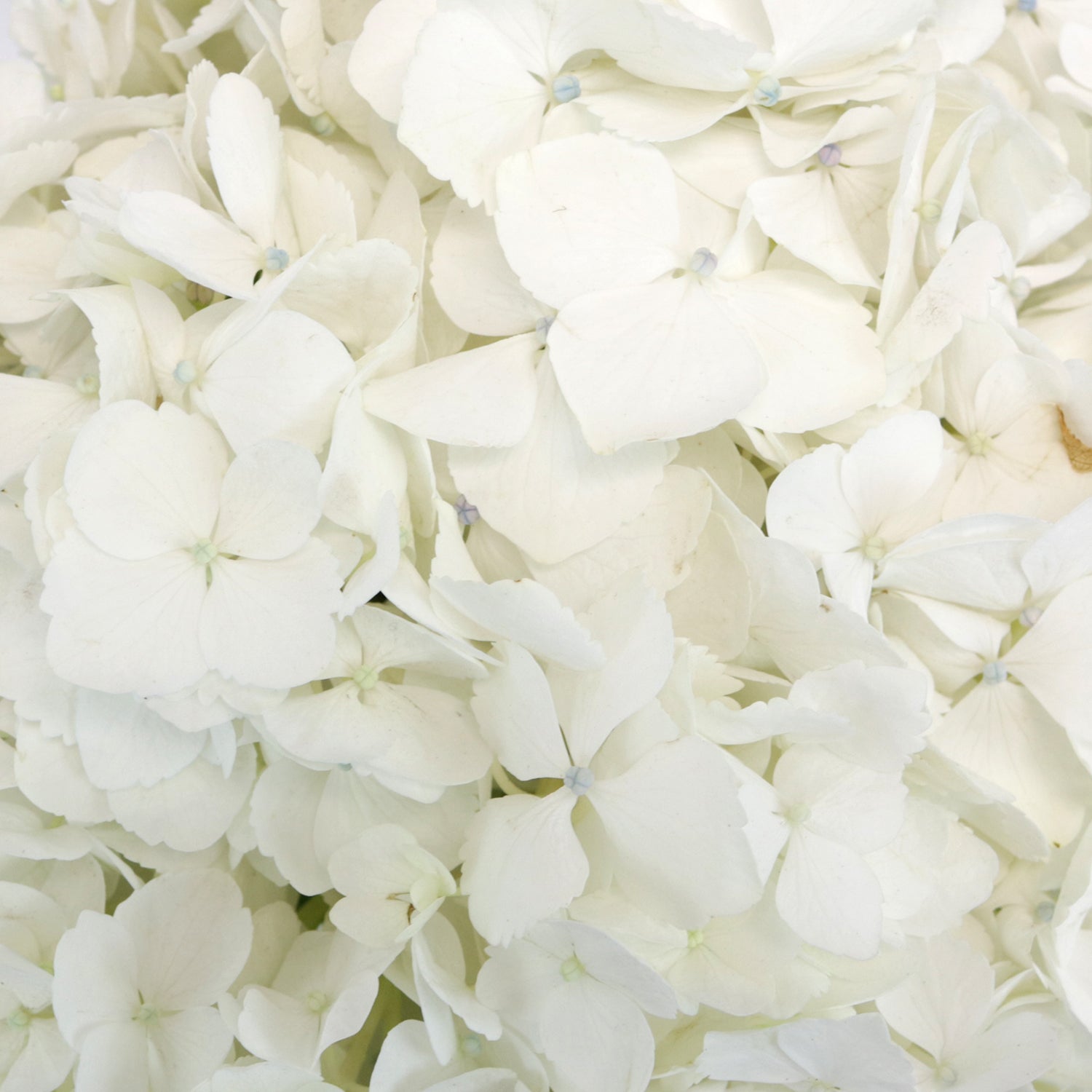 FiftyFlowers White Hydrangea Flower