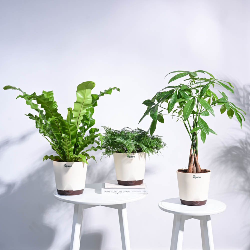 Ugaoo Jungle Paradise Indoor Plant Bundle