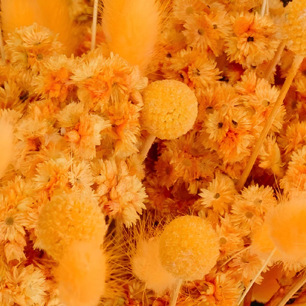 FiftyFlowers Desert Orange Dried Flower Pack - view 3