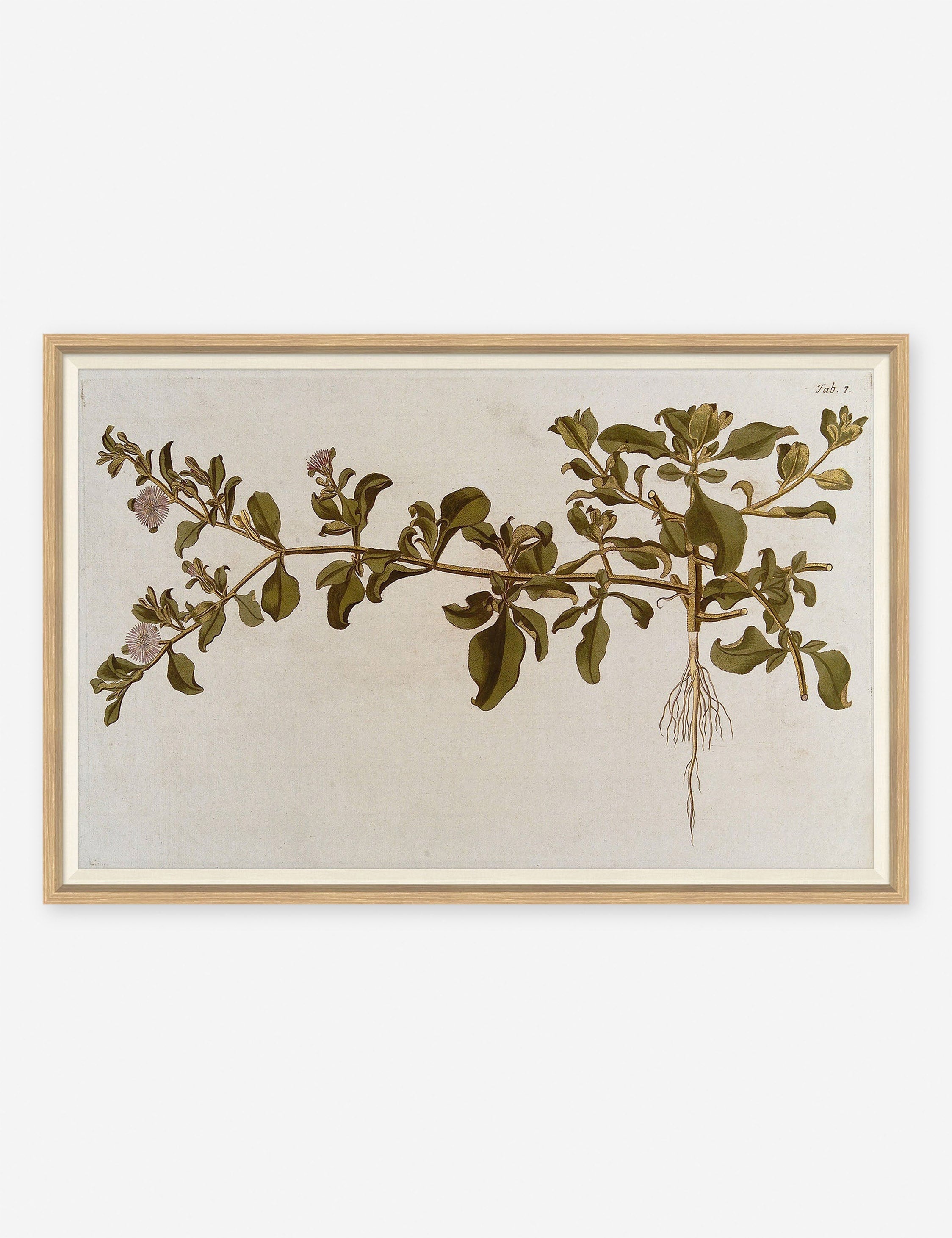 Lulu and Georgia Flowering Plants I Wall Art by Franz Anton Von Scheidl