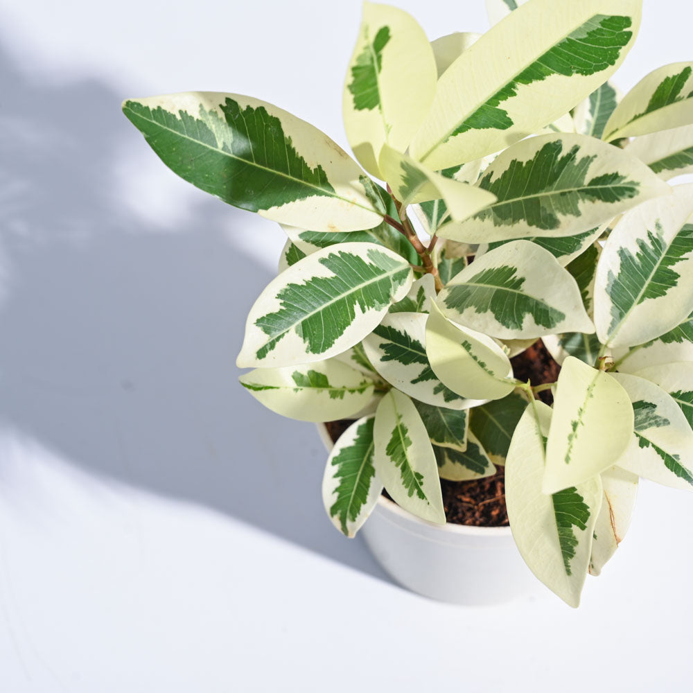 Ugaoo Ficus Prestige Plant - view 76